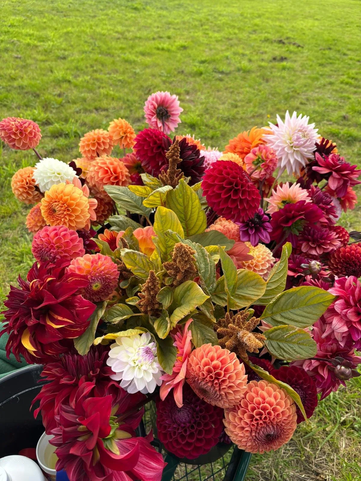 A colorful bouquet of various dahlias in shades of pink, orange, red, white, and purple, set against a grassy outdoor background.