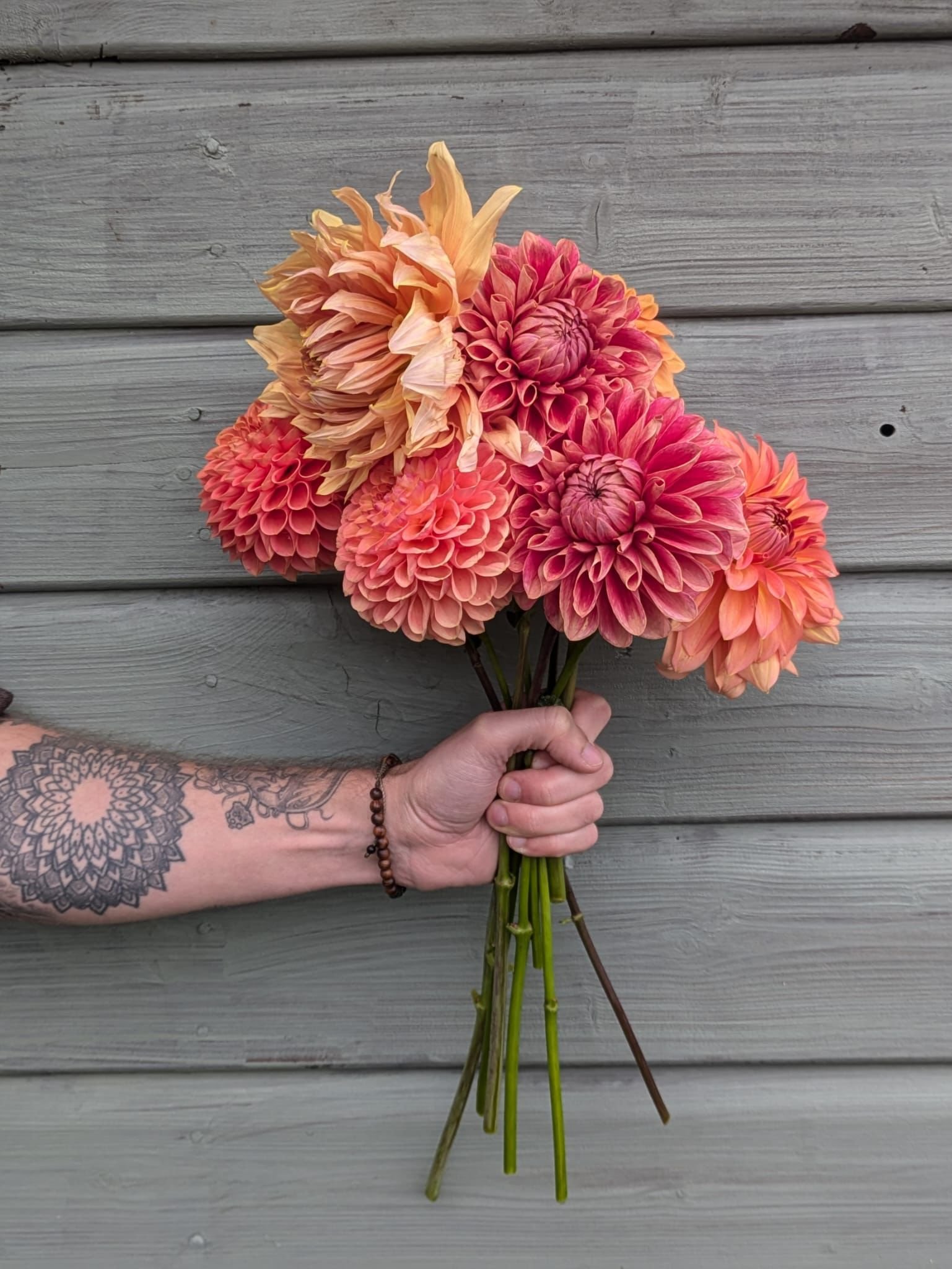 Person holding a bouquet of pink and peach dahlia flowers against a gray wooden wall.
