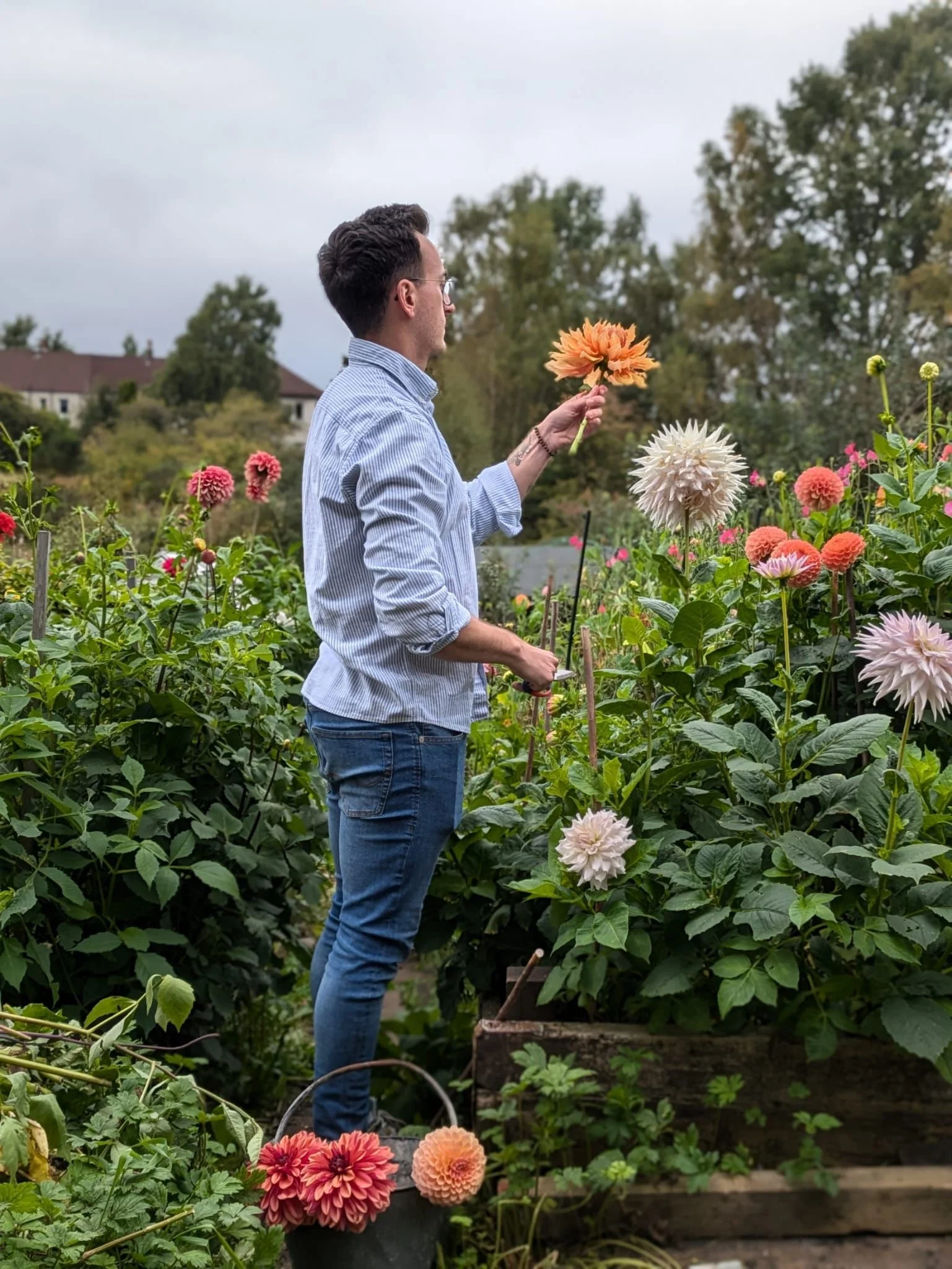 A person wearing glasses and a blue striped shirt holds an orange flower while standing among blooming dahlias in a garden with trees and houses in the background.