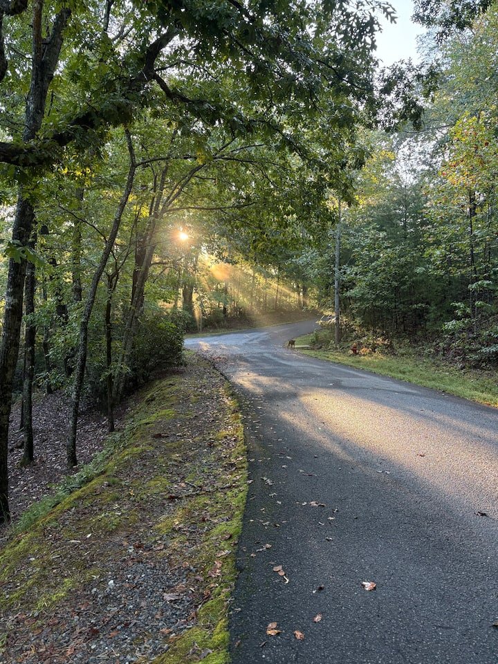 Sunlight filters through trees onto a winding forest road with a dog standing on the side.