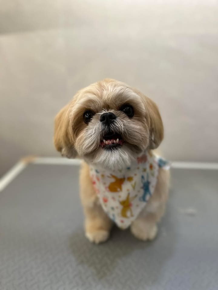 Conshie