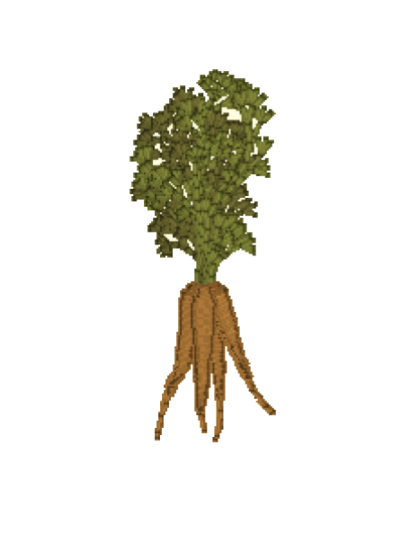 Carrot