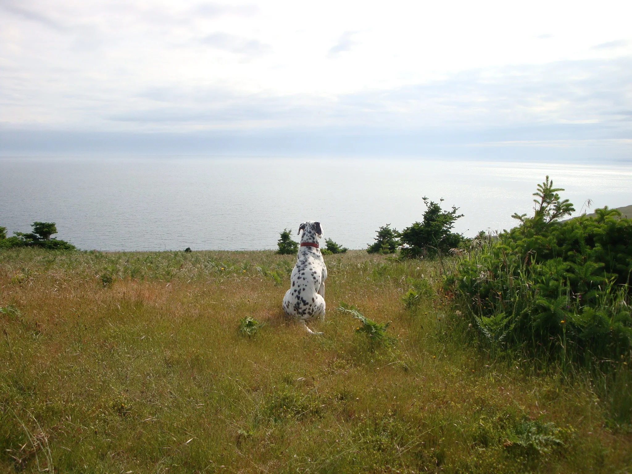 Pet Mediumship