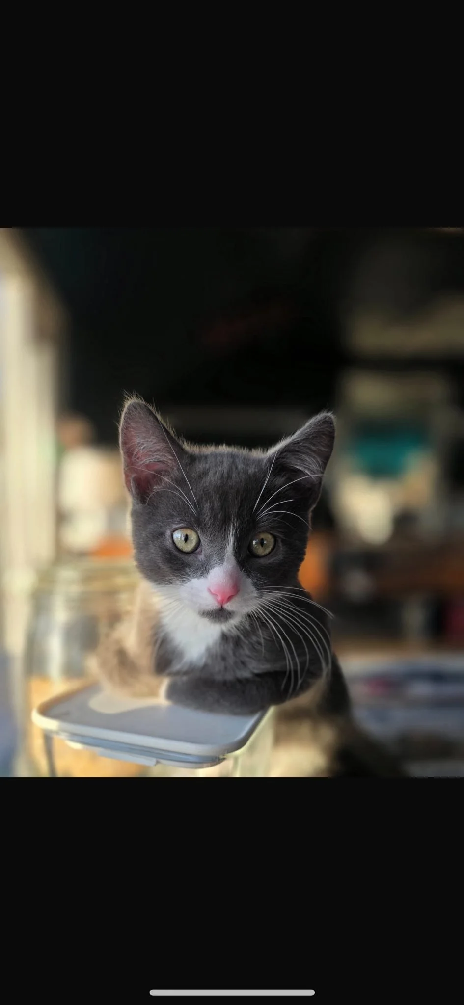 Gray and white kitten with pink nose and yellow eyes resting on a digital kitchen scale in a cozy, blurred background.