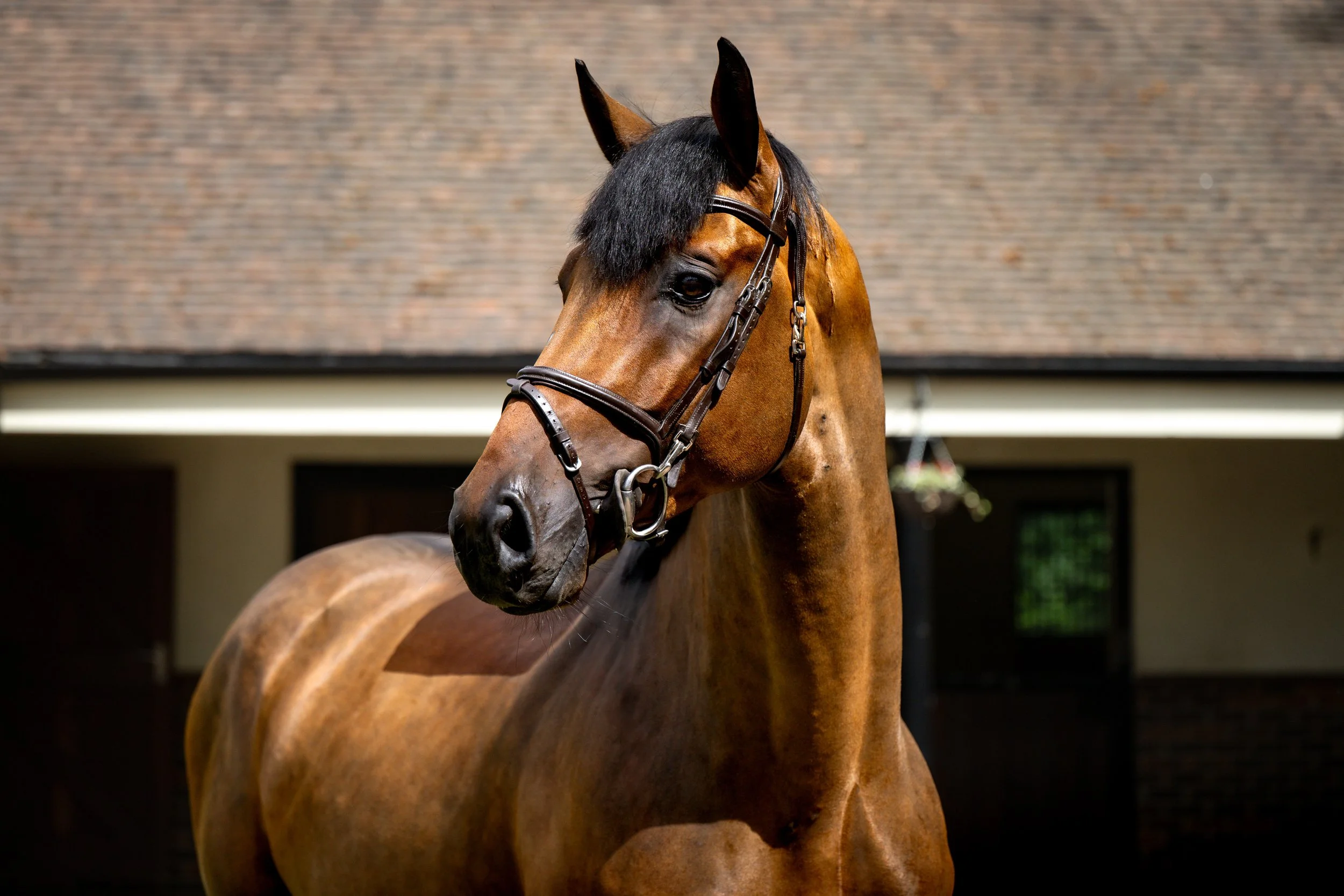 ALSHIRAAA_4YR©HelenCruden2025-4.jpg