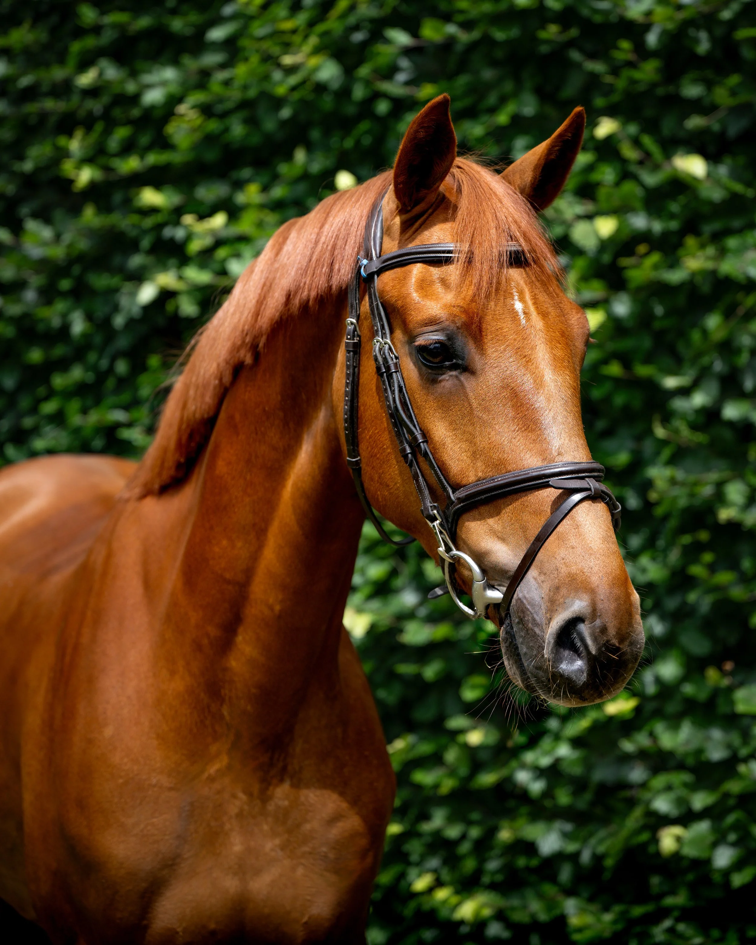 ALSHIRAAA_4YR©HelenCruden2025-25.jpg