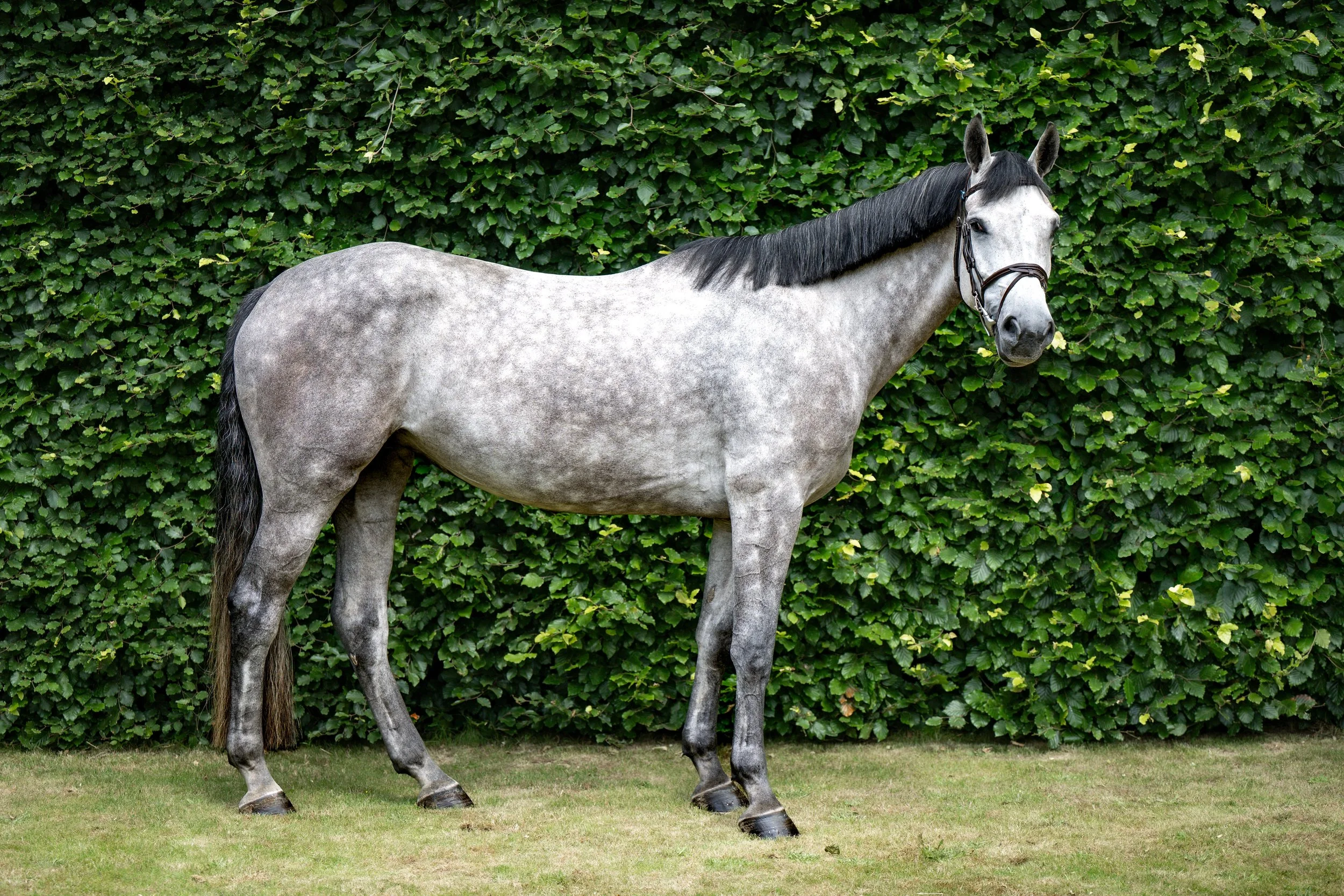 ALSHIRAAA_4YR©HelenCruden2025-37.jpg
