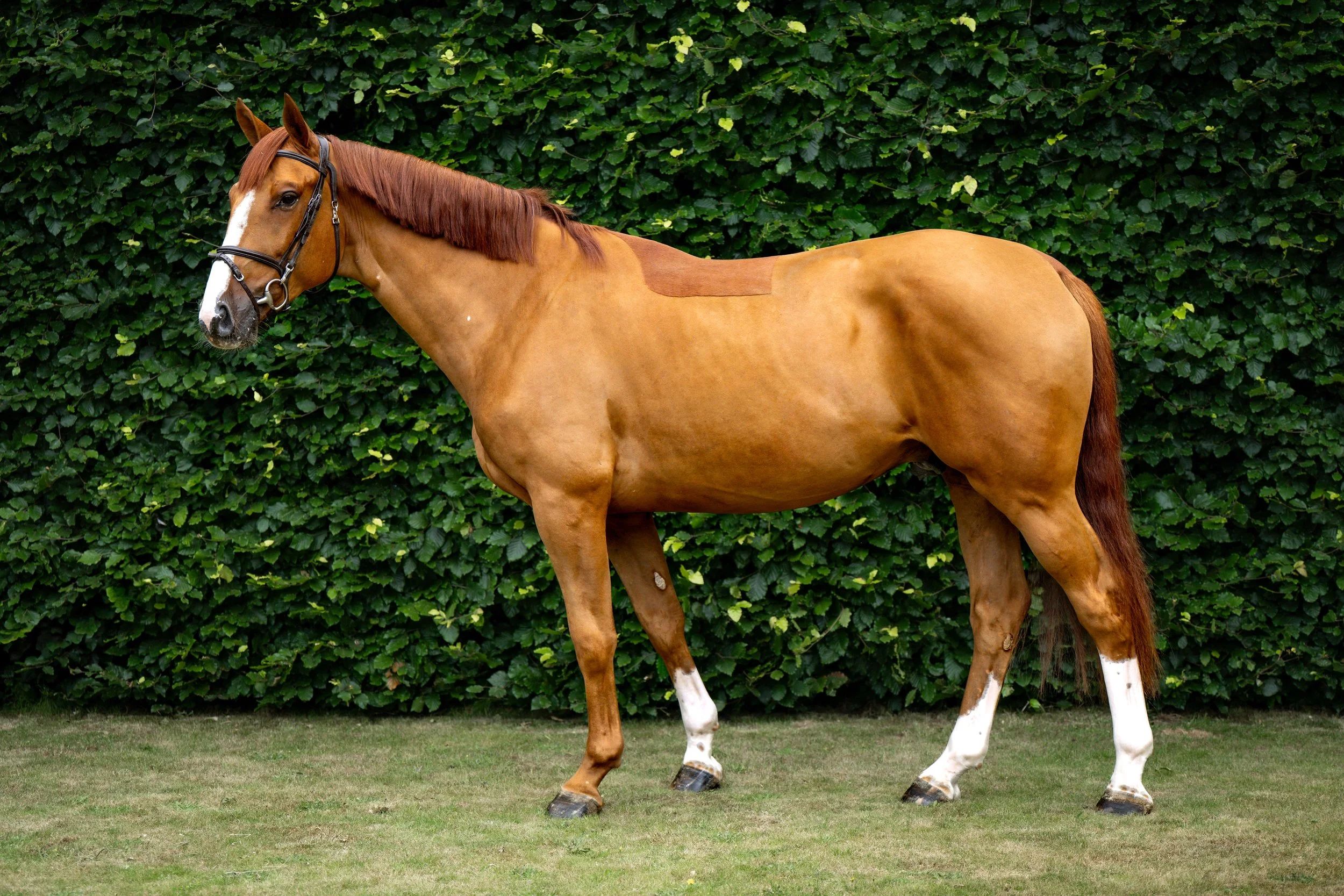 ALSHIRAAA_4YR©HelenCruden2025-33.jpg