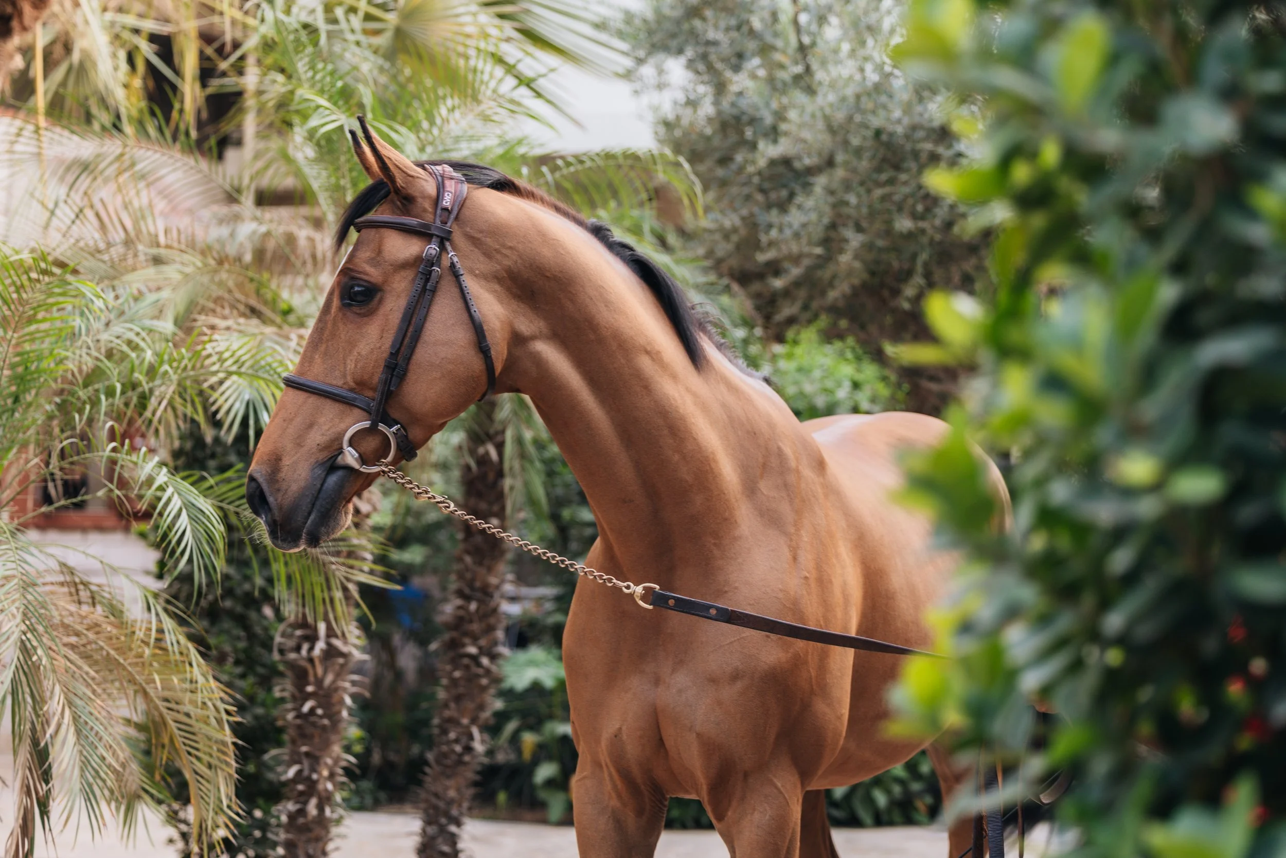 HORSE 6_AL SHIRAA 2026_1.jpg