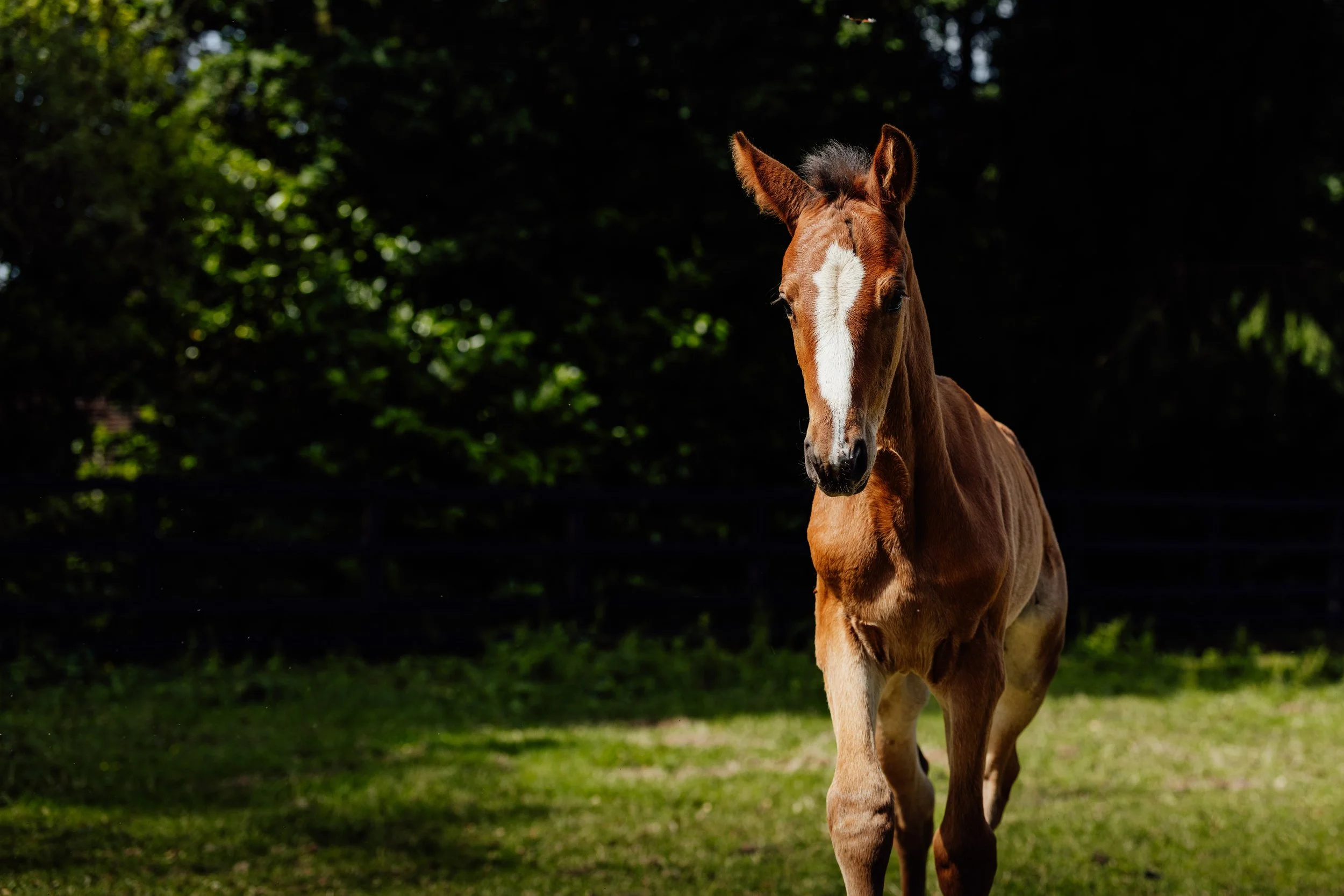 AS_FOALS_JUNE_JAZLEACH-11137.jpg
