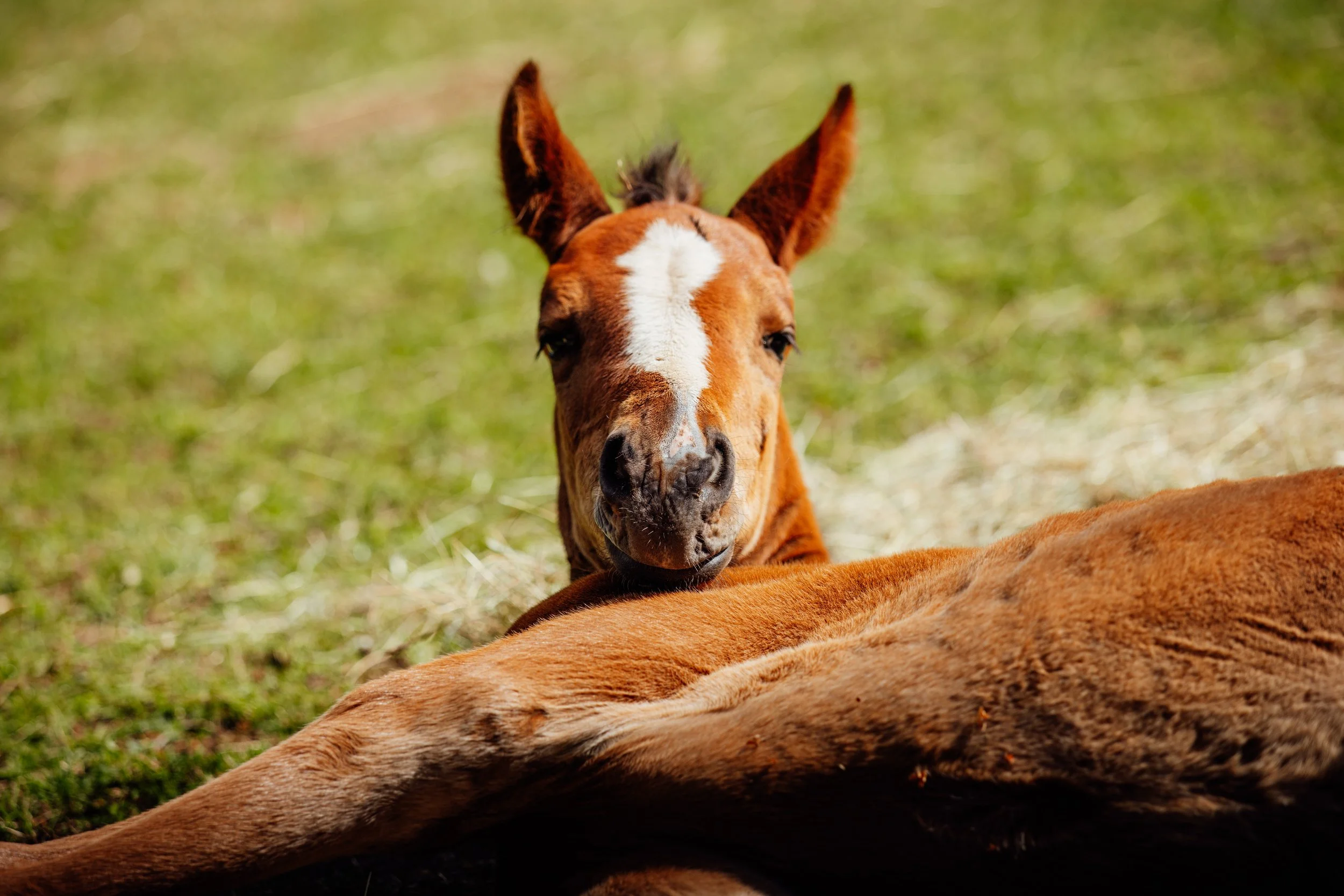 AS_FOALS_JUNE_JAZLEACH-11113.jpg