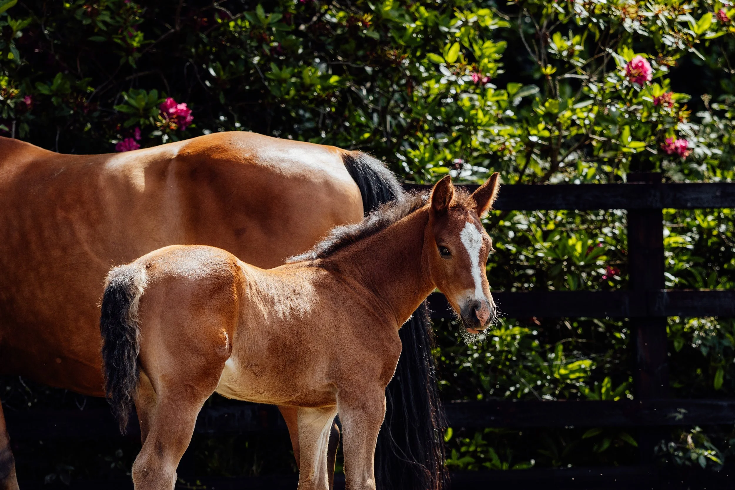 AS_FOALS_JUNE_JAZLEACH-11267.jpg