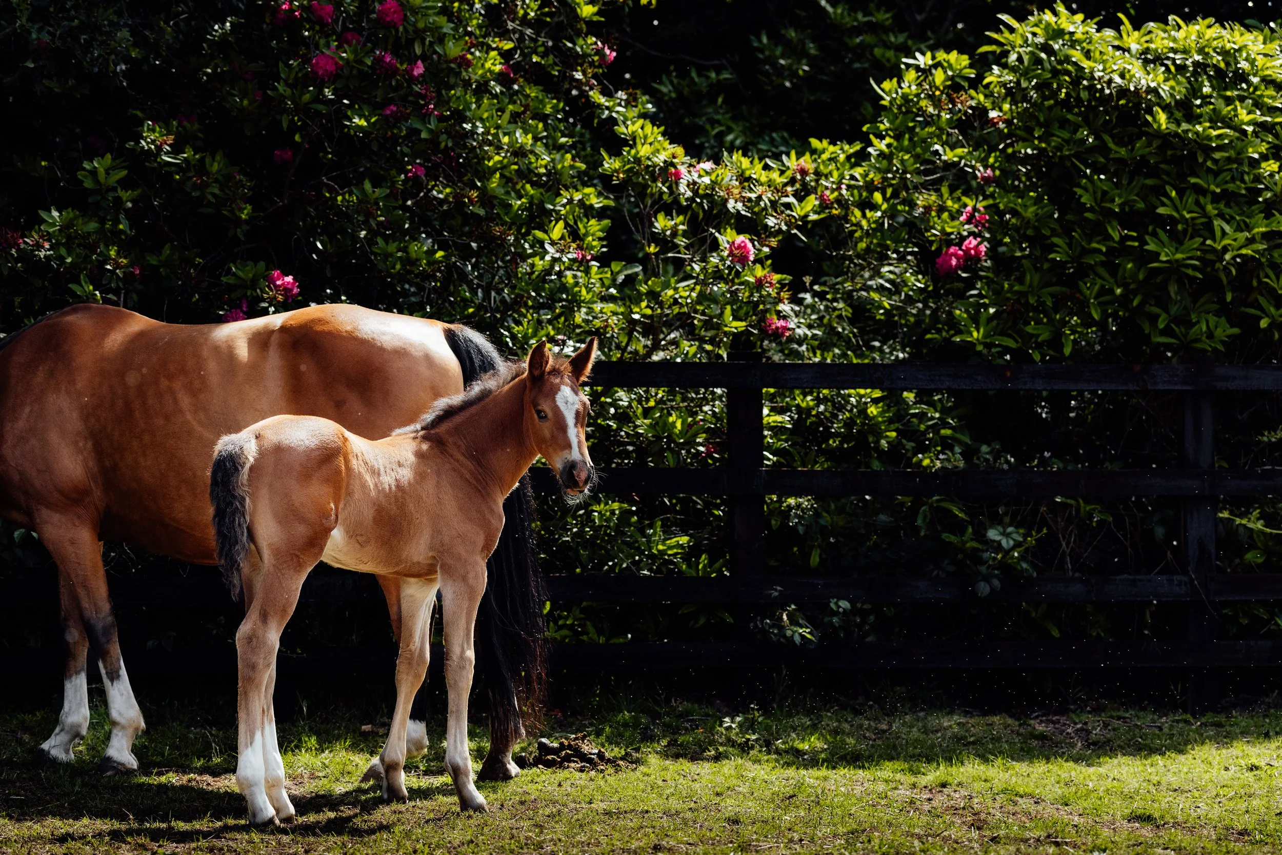 AS_FOALS_JUNE_JAZLEACH-11261.jpg