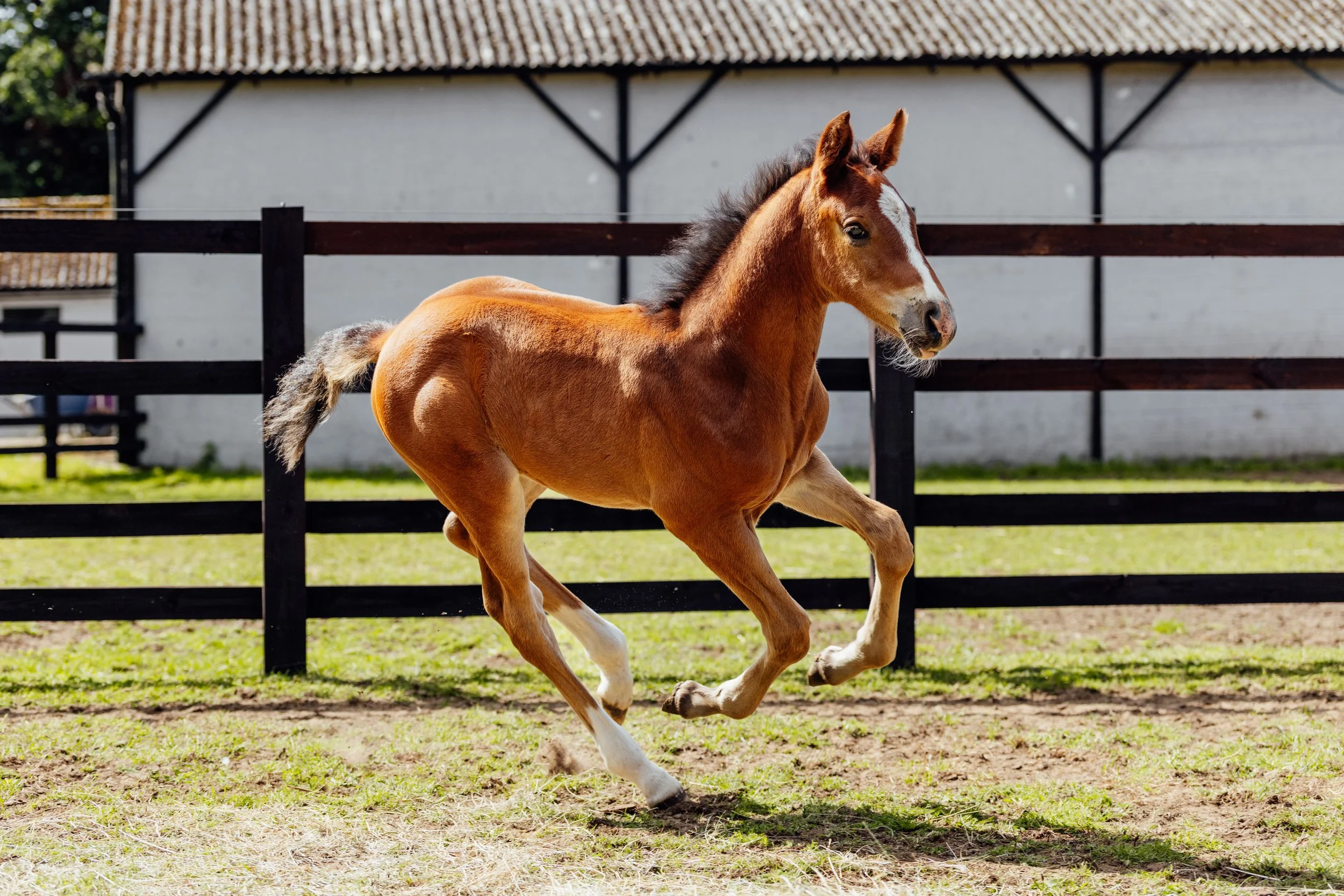 AS_FOALS_JUNE_JAZLEACH-11315.jpg