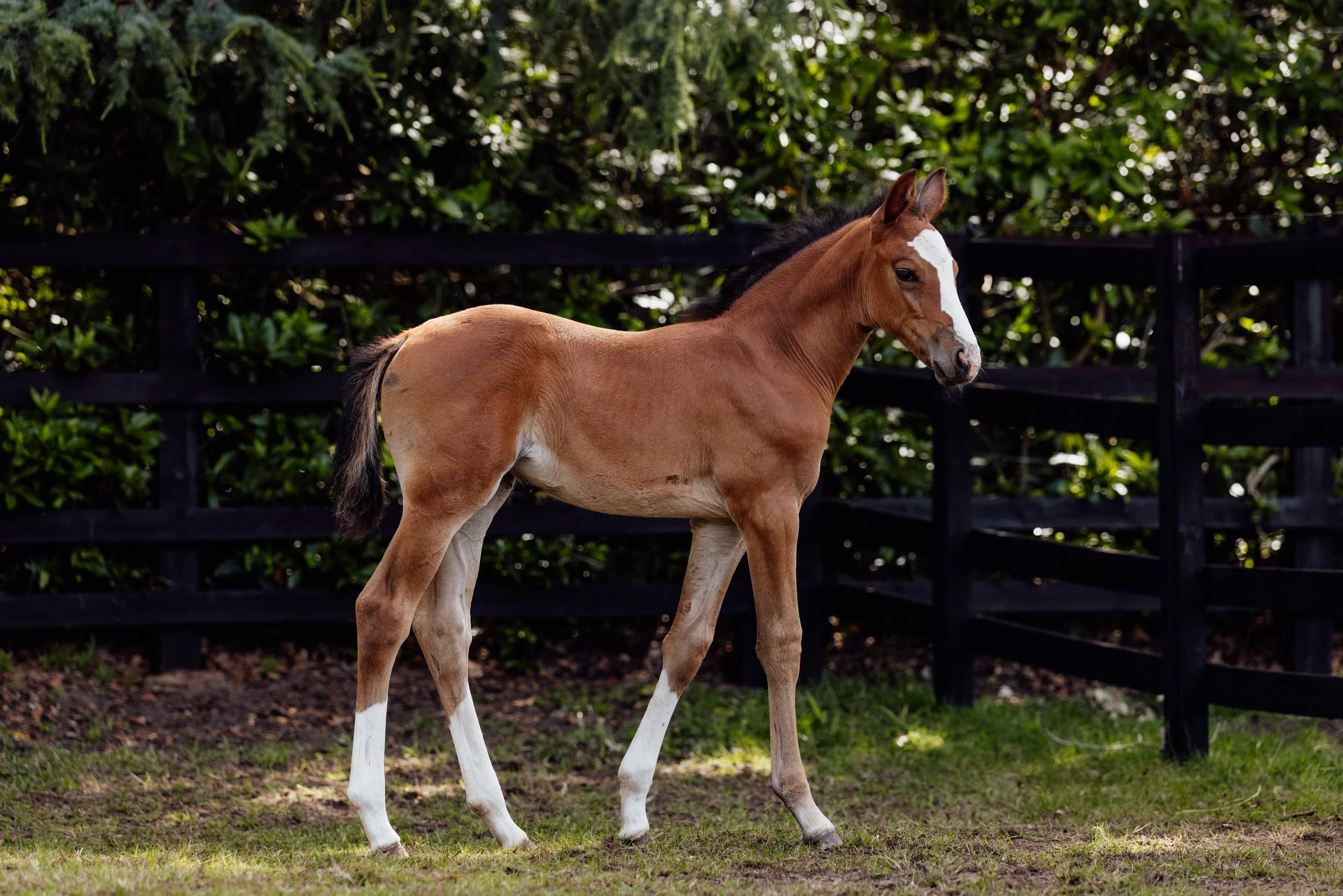 AS_FOALS_JUNE_JAZLEACH-11348.jpg