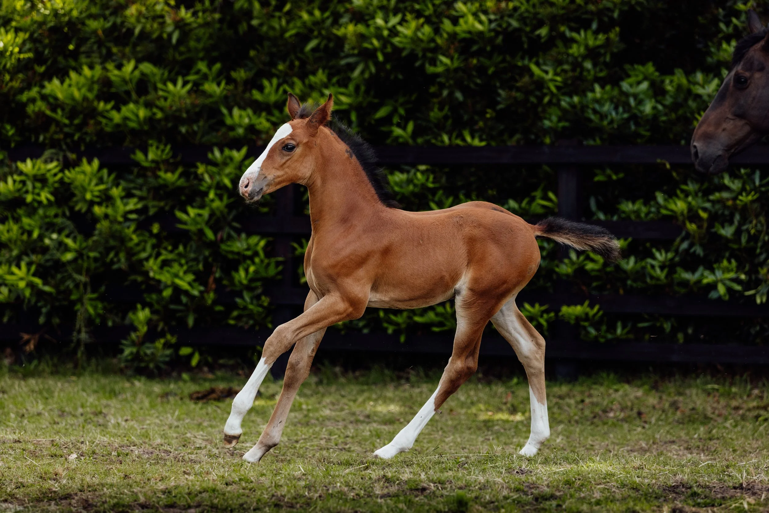 AS_FOALS_JUNE_JAZLEACH-11369.jpg