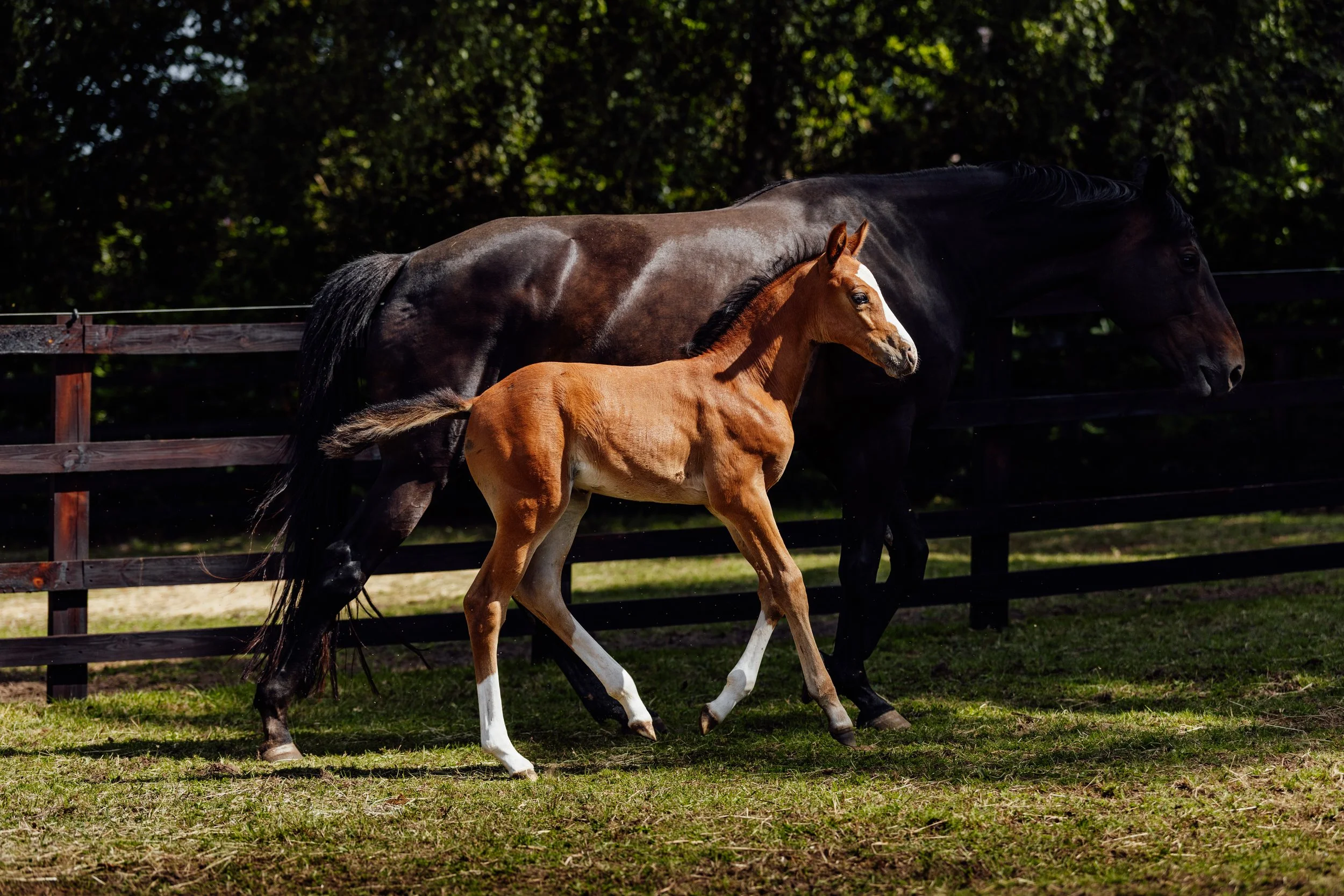 AS_FOALS_JUNE_JAZLEACH-11397.jpg