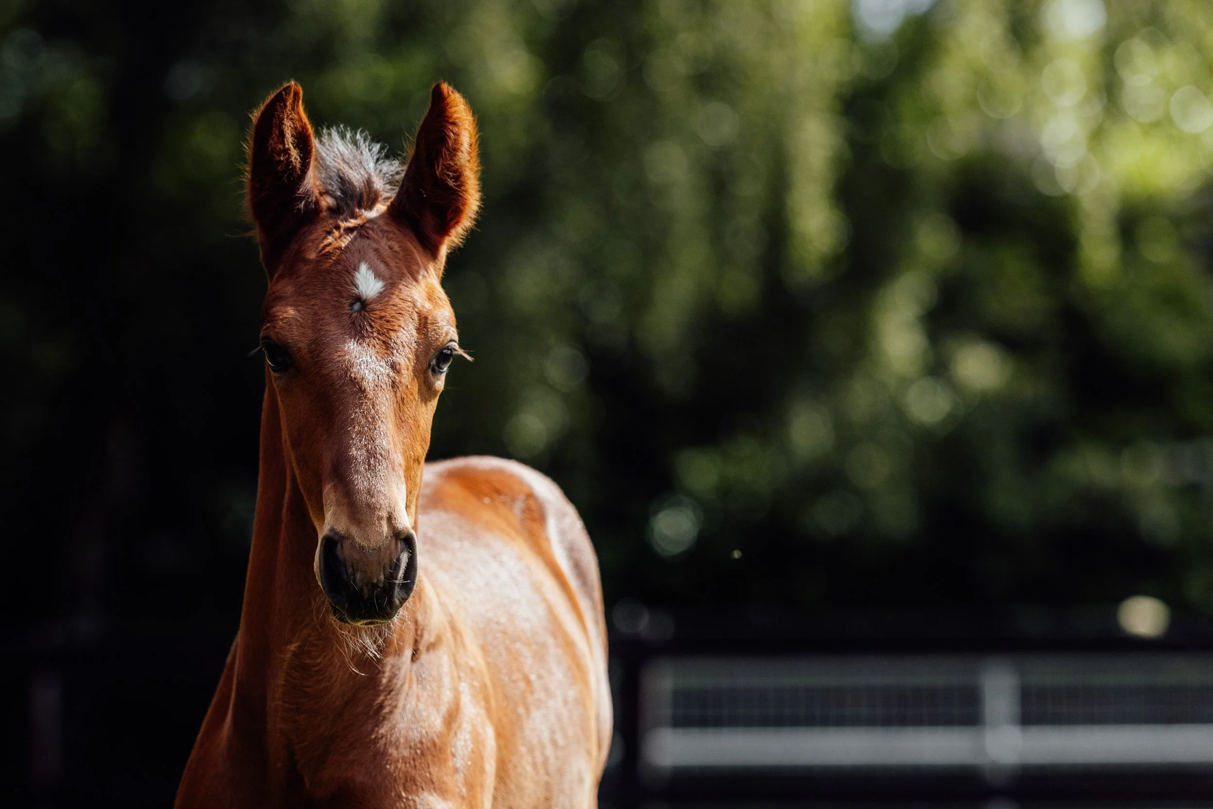 AS_FOALS_JUNE_JAZLEACH-11466.jpg