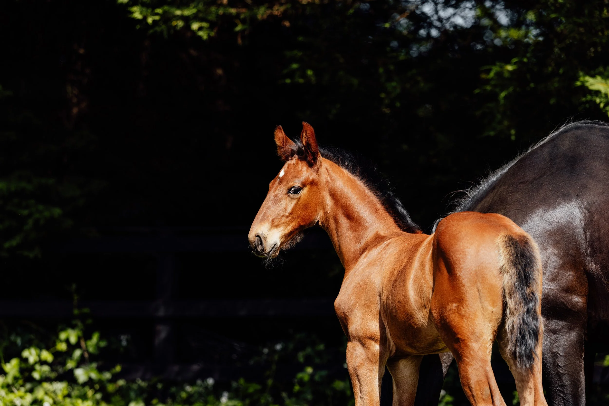 AS_FOALS_JUNE_JAZLEACH-11474.jpg