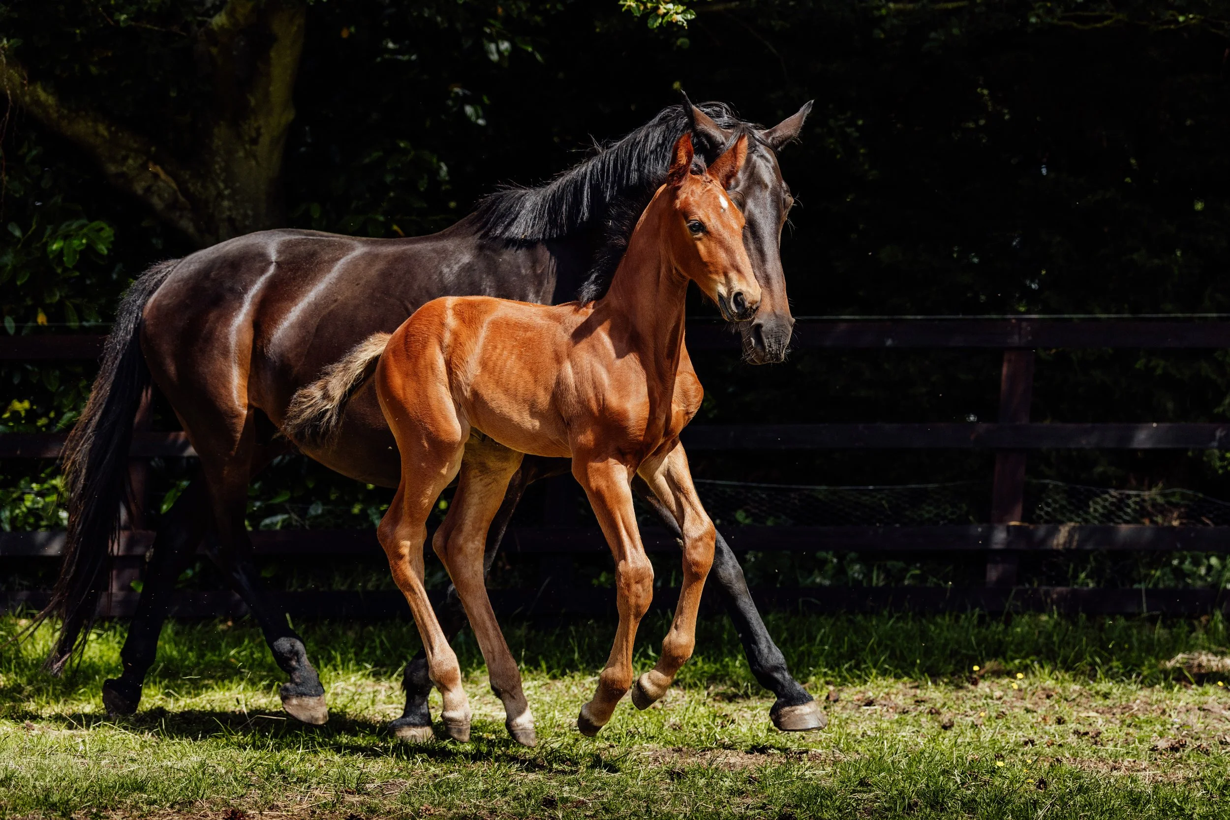 AS_FOALS_JUNE_JAZLEACH-11422.jpg