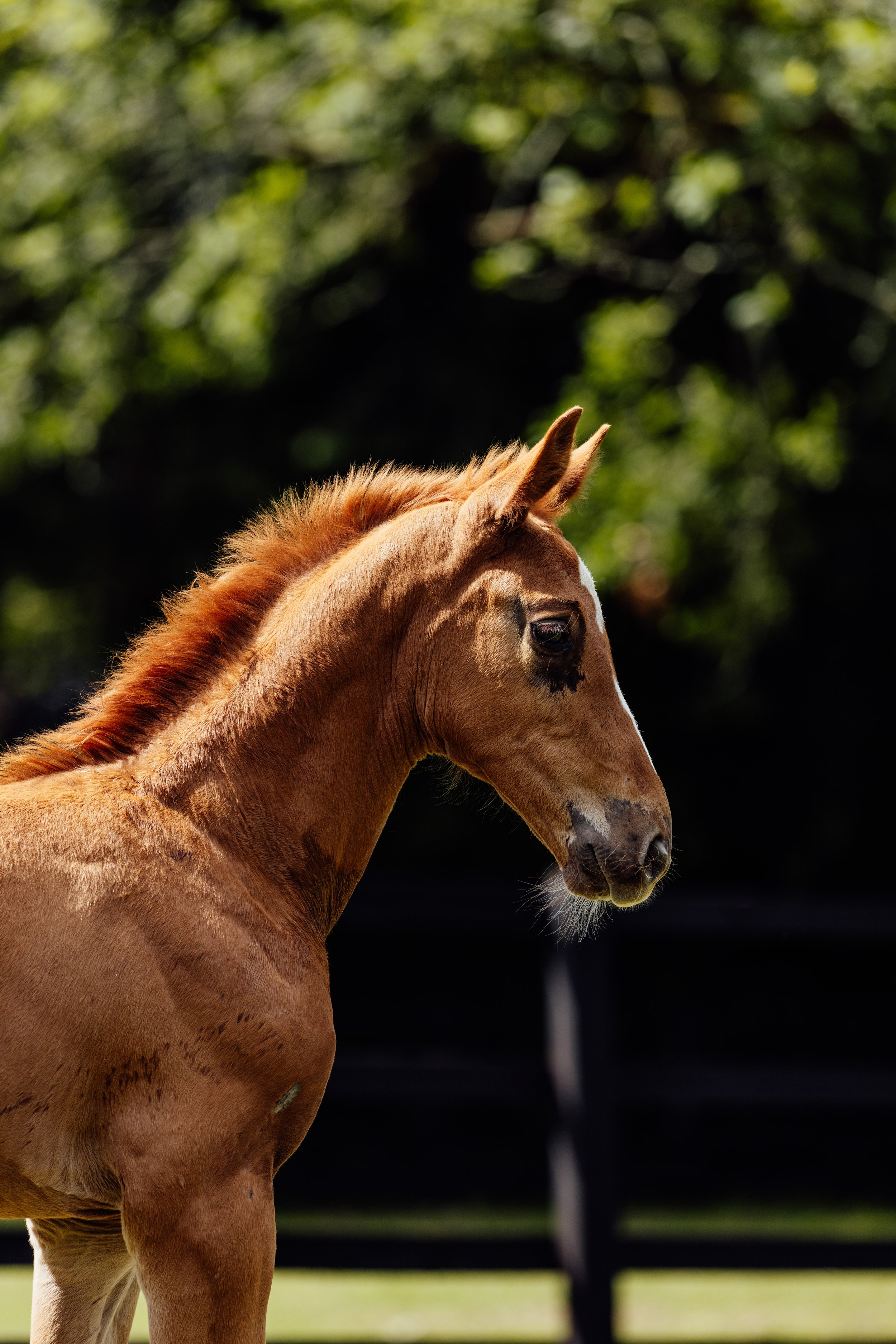 AS_FOALS_JUNE_JAZLEACH-11485.jpg
