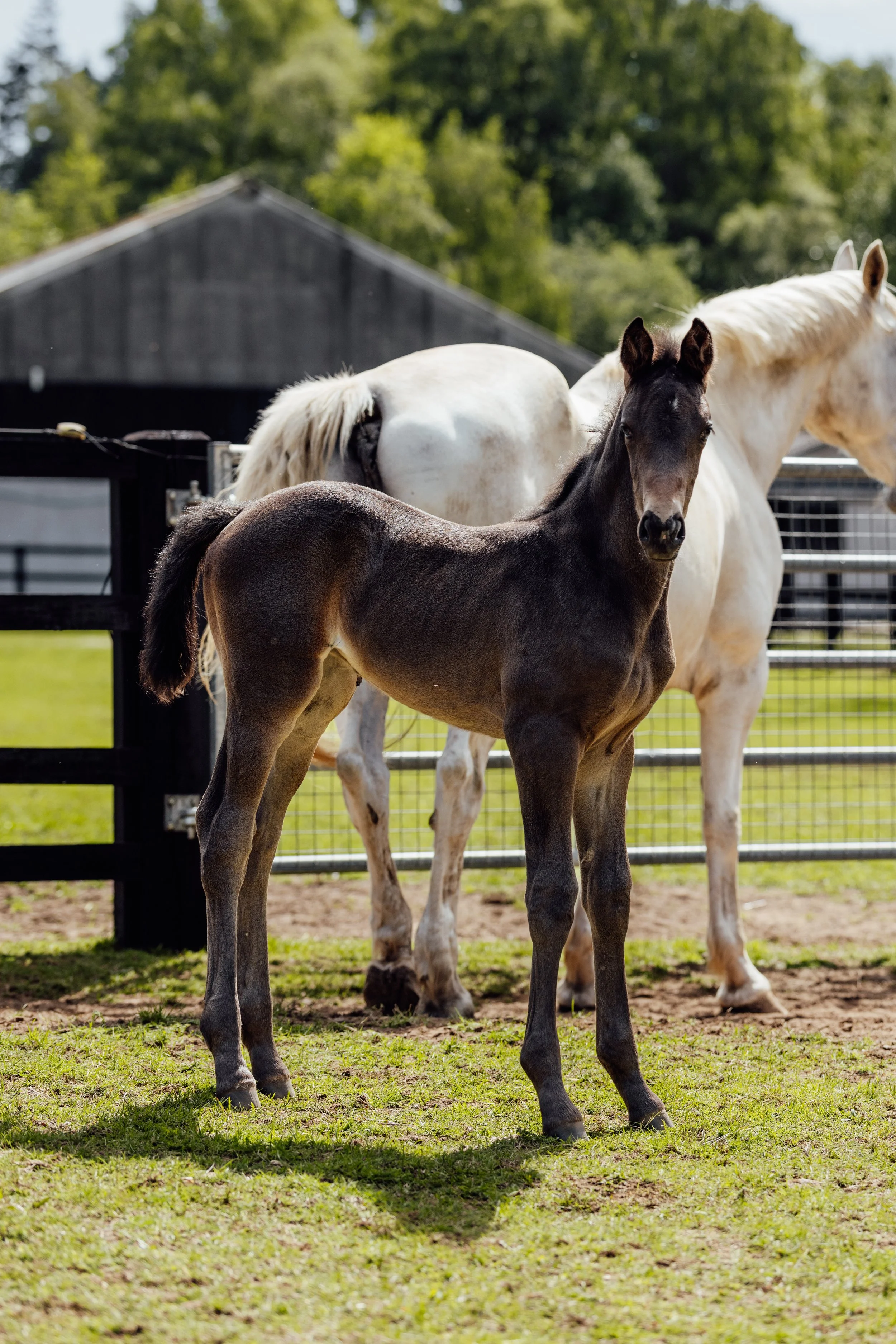 AS_FOALS_JUNE_JAZLEACH-11578.jpg