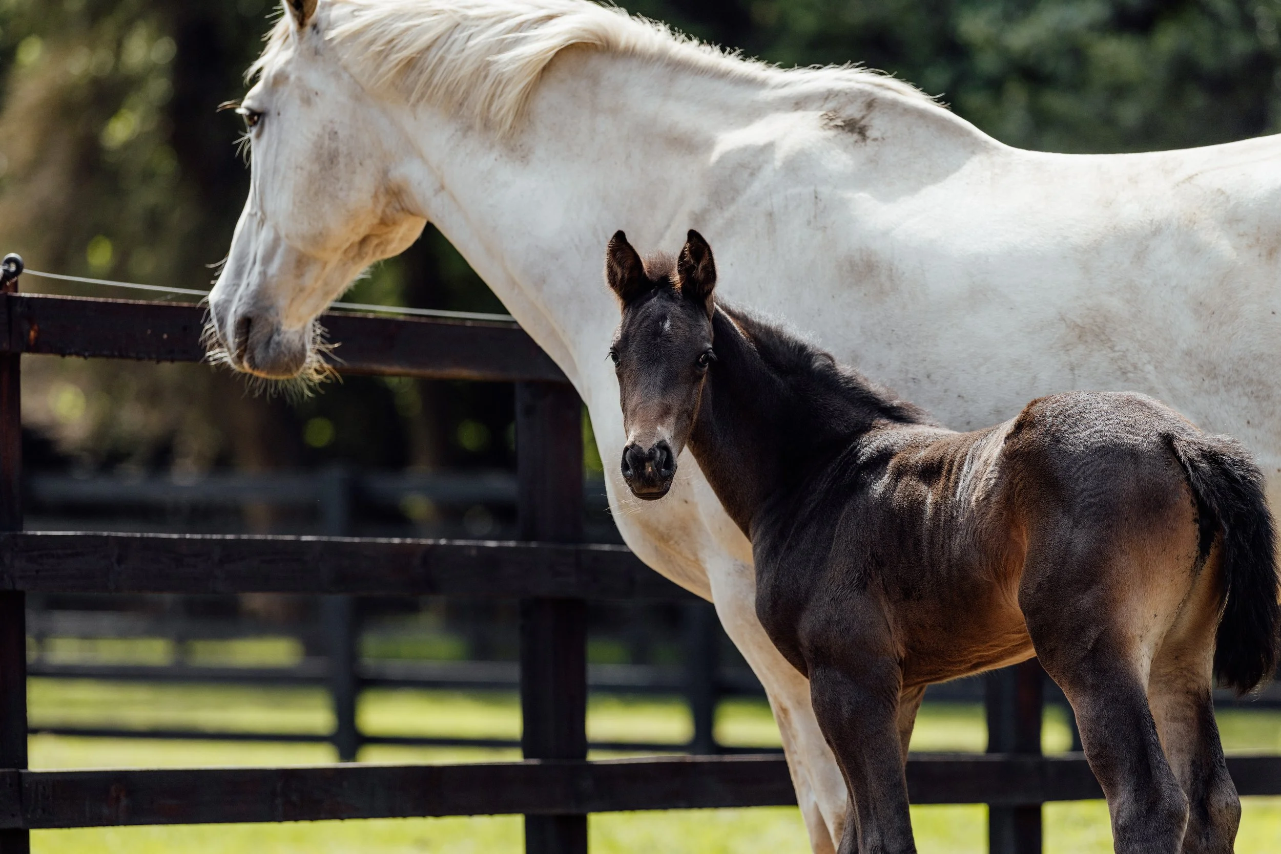 AS_FOALS_JUNE_JAZLEACH-11612.jpg