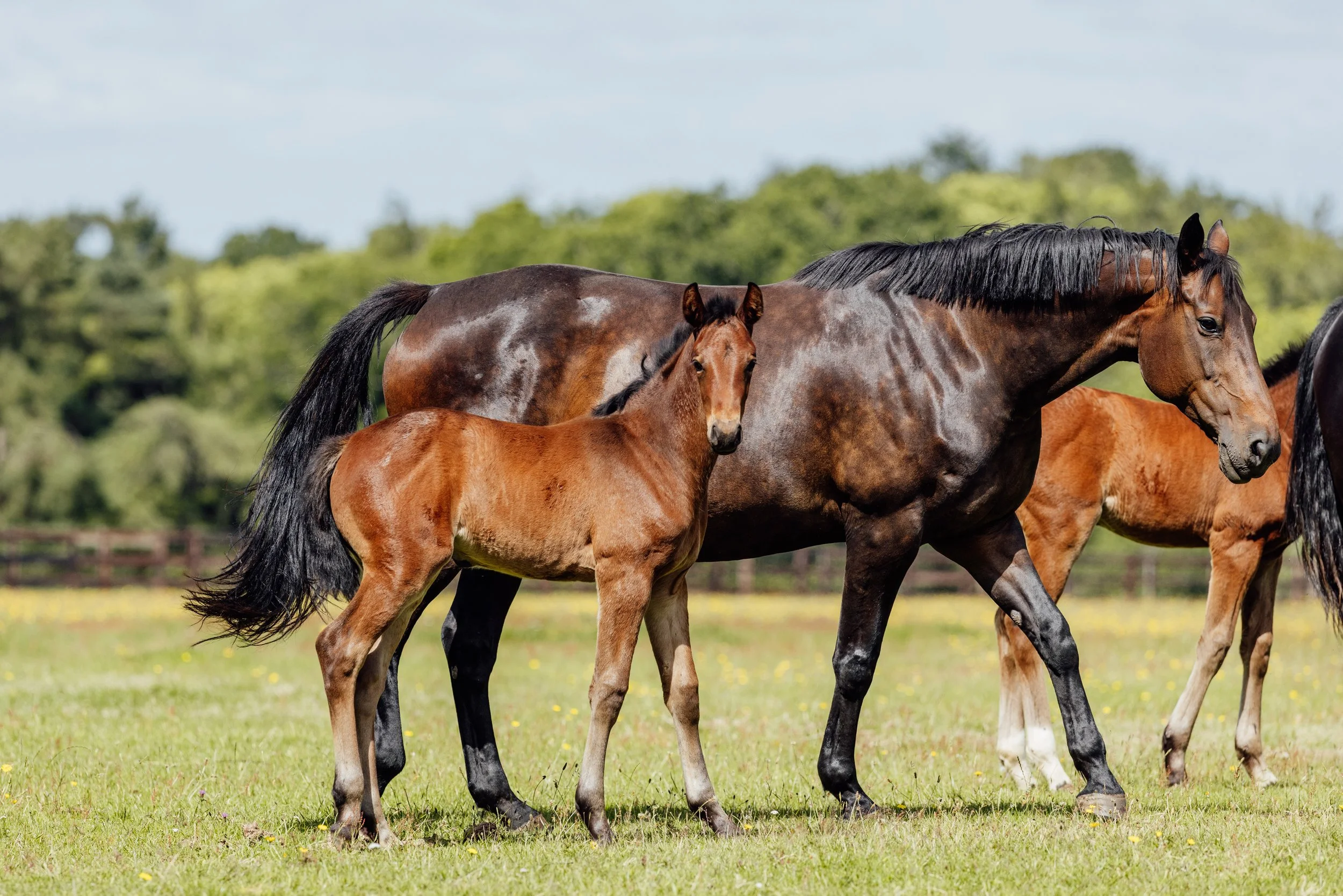 AS_FOALS_JUNE_JAZLEACH-11661.jpg