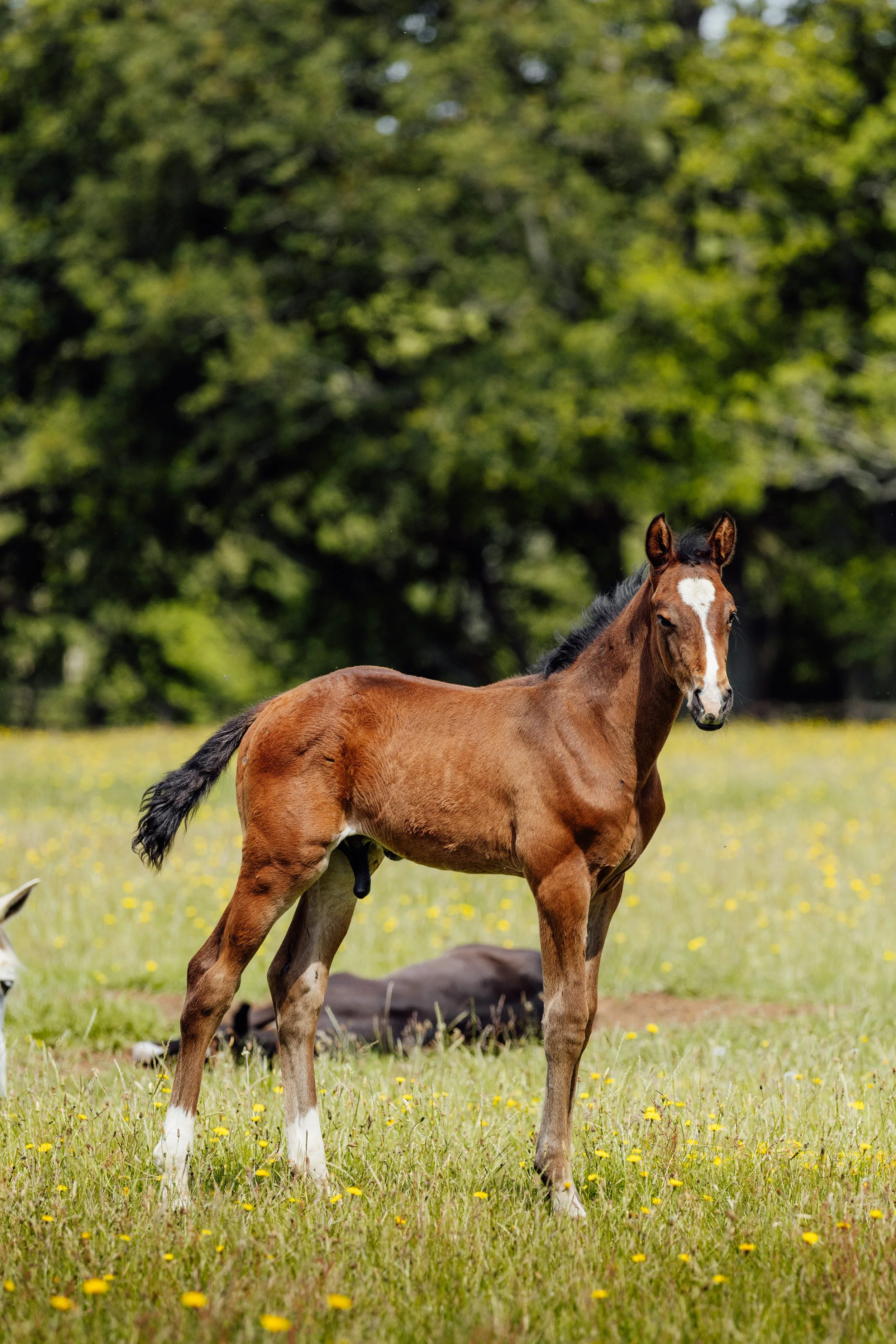 AS_FOALS_JUNE_JAZLEACH-11826.jpg