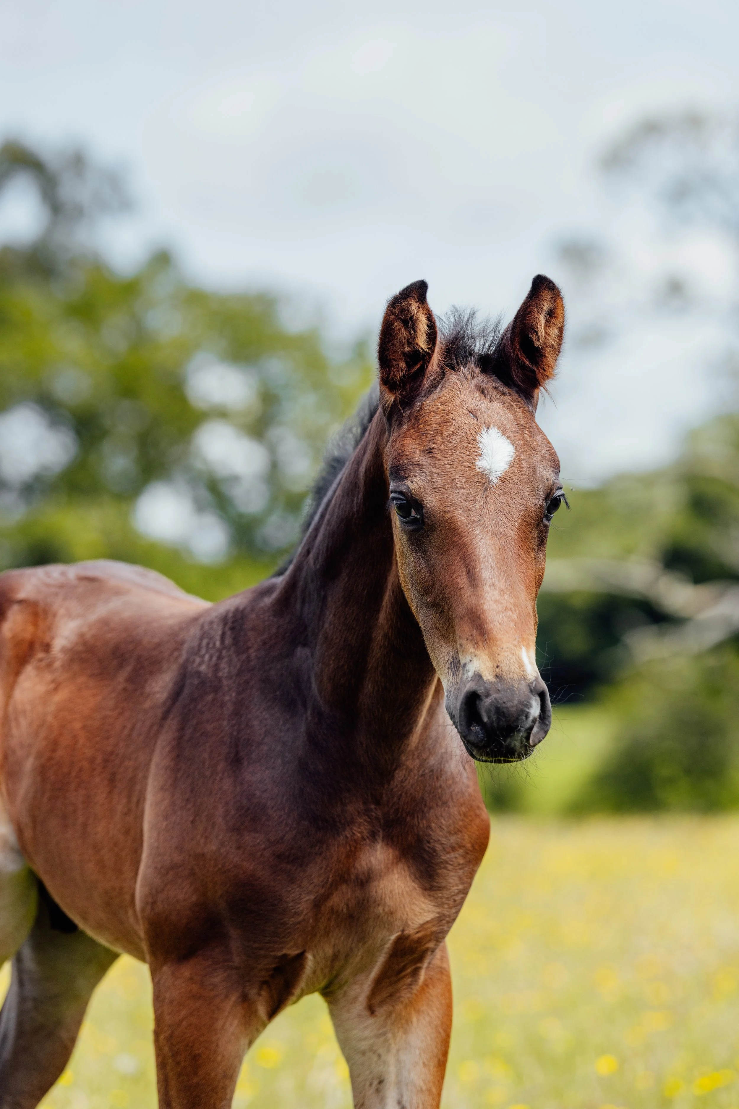 AS_FOALS_JUNE_JAZLEACH-11834.jpg