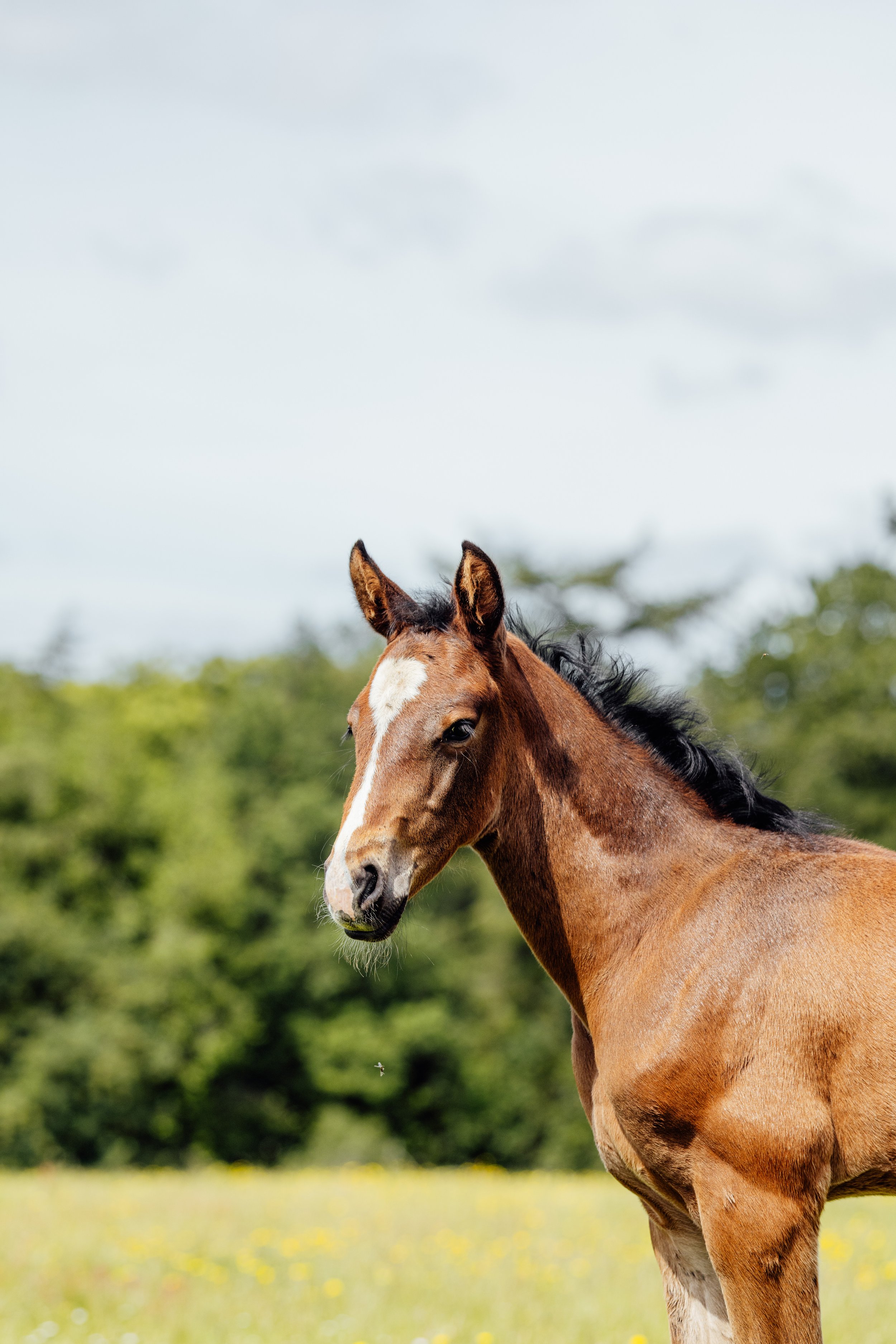AS_FOALS_JUNE_JAZLEACH-11878.jpg