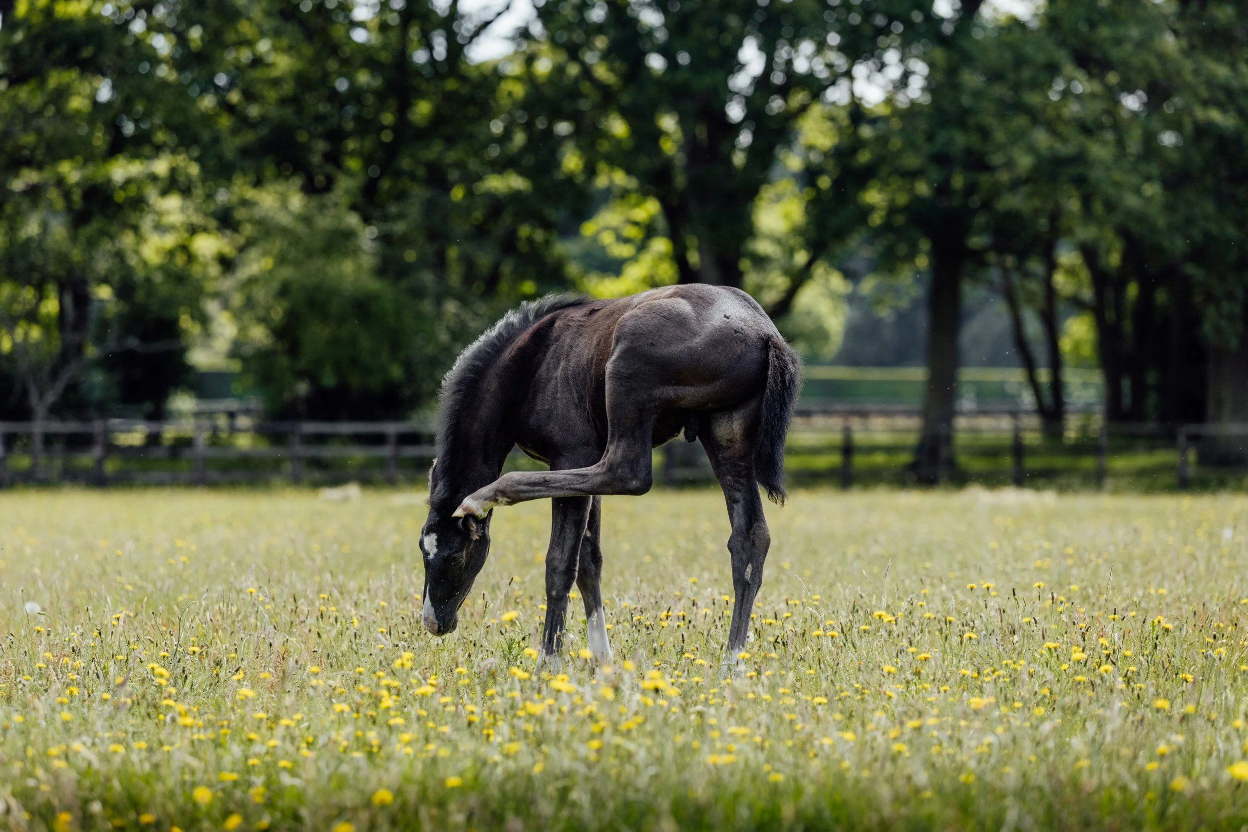 AS_FOALS_JUNE_JAZLEACH-11903.jpg