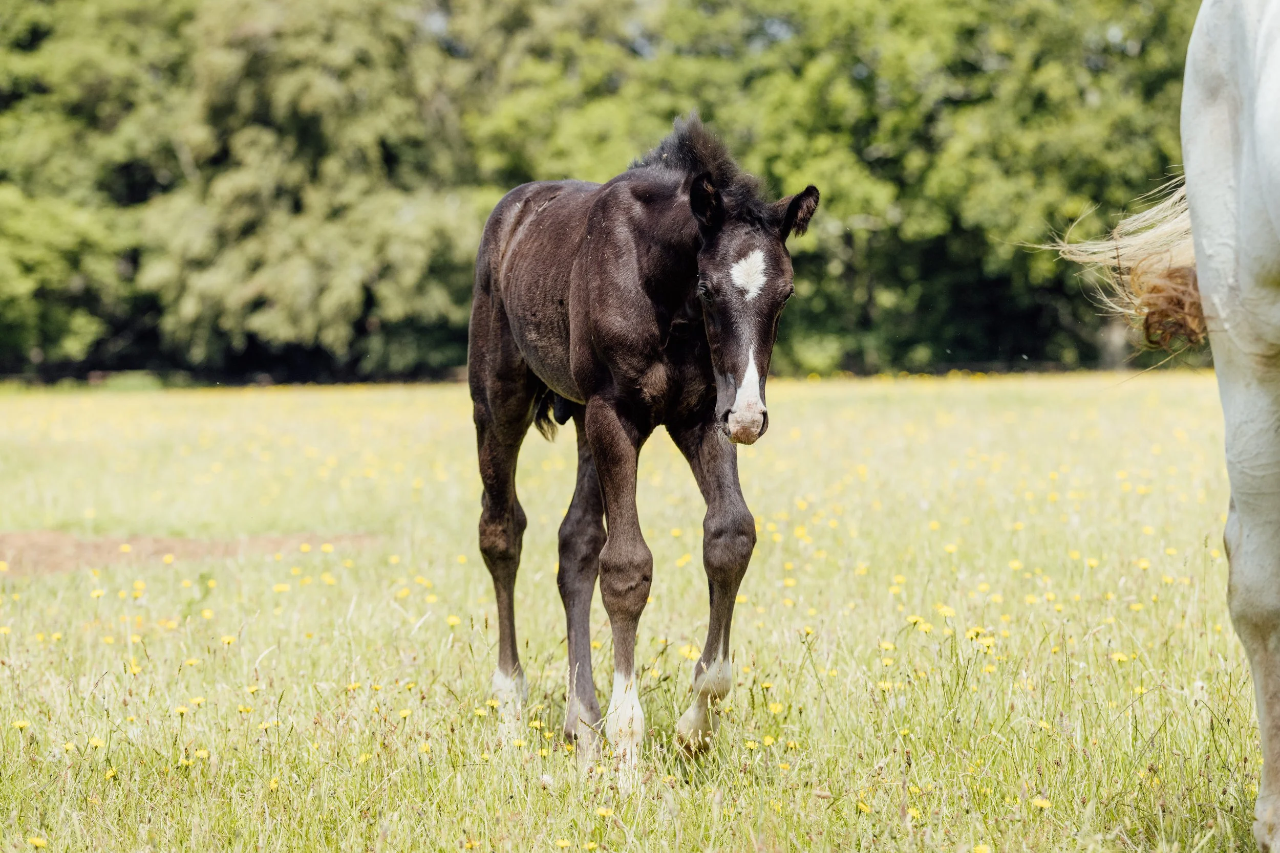 AS_FOALS_JUNE_JAZLEACH-11870.jpg