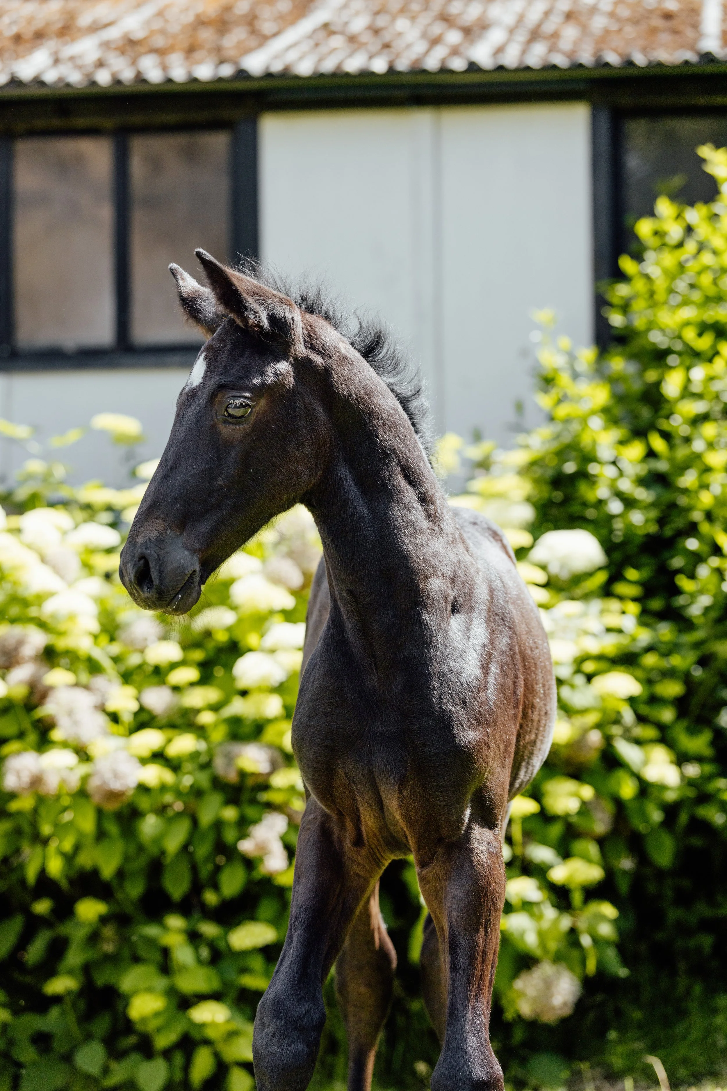 AS_FOALS_JUNE_JAZLEACH-12045.jpg