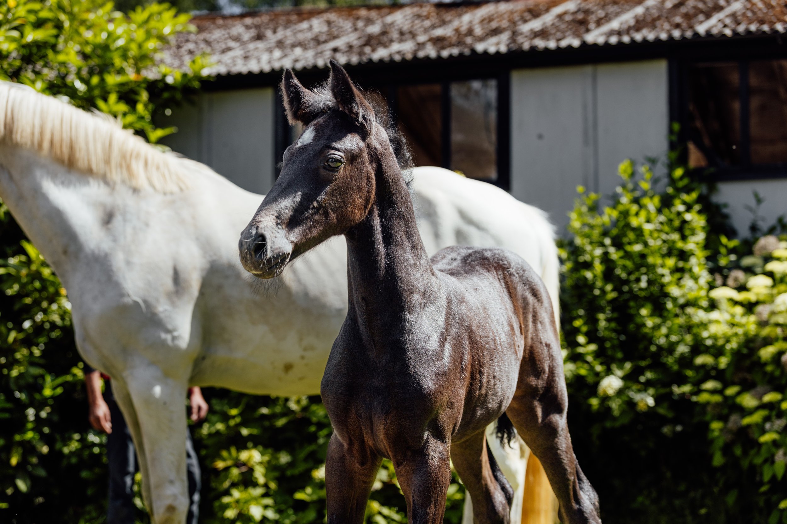 AS_FOALS_JUNE_JAZLEACH-12066.jpg