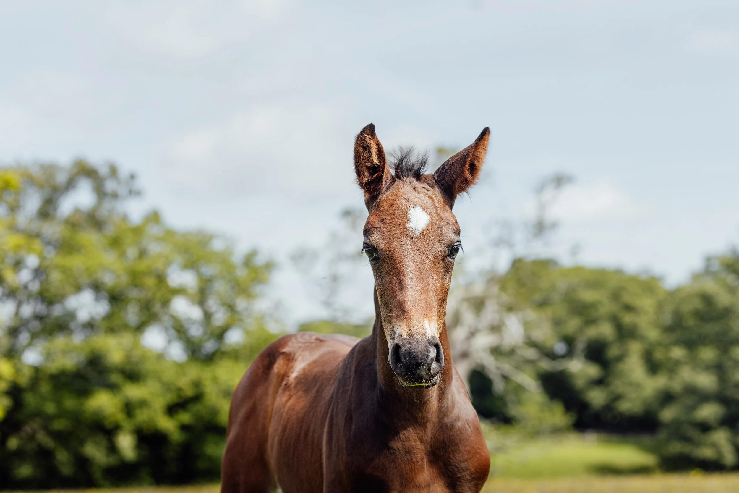 AS_FOALS_JUNE_JAZLEACH-11842.jpg