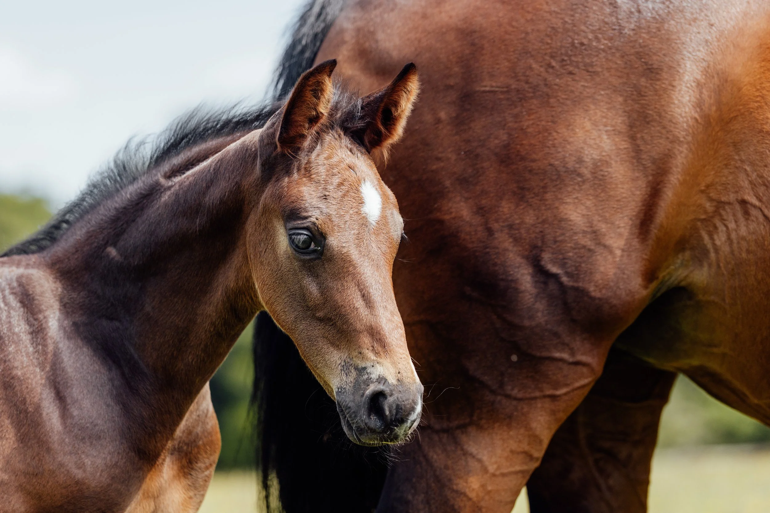 AS_FOALS_JUNE_JAZLEACH-11849.jpg