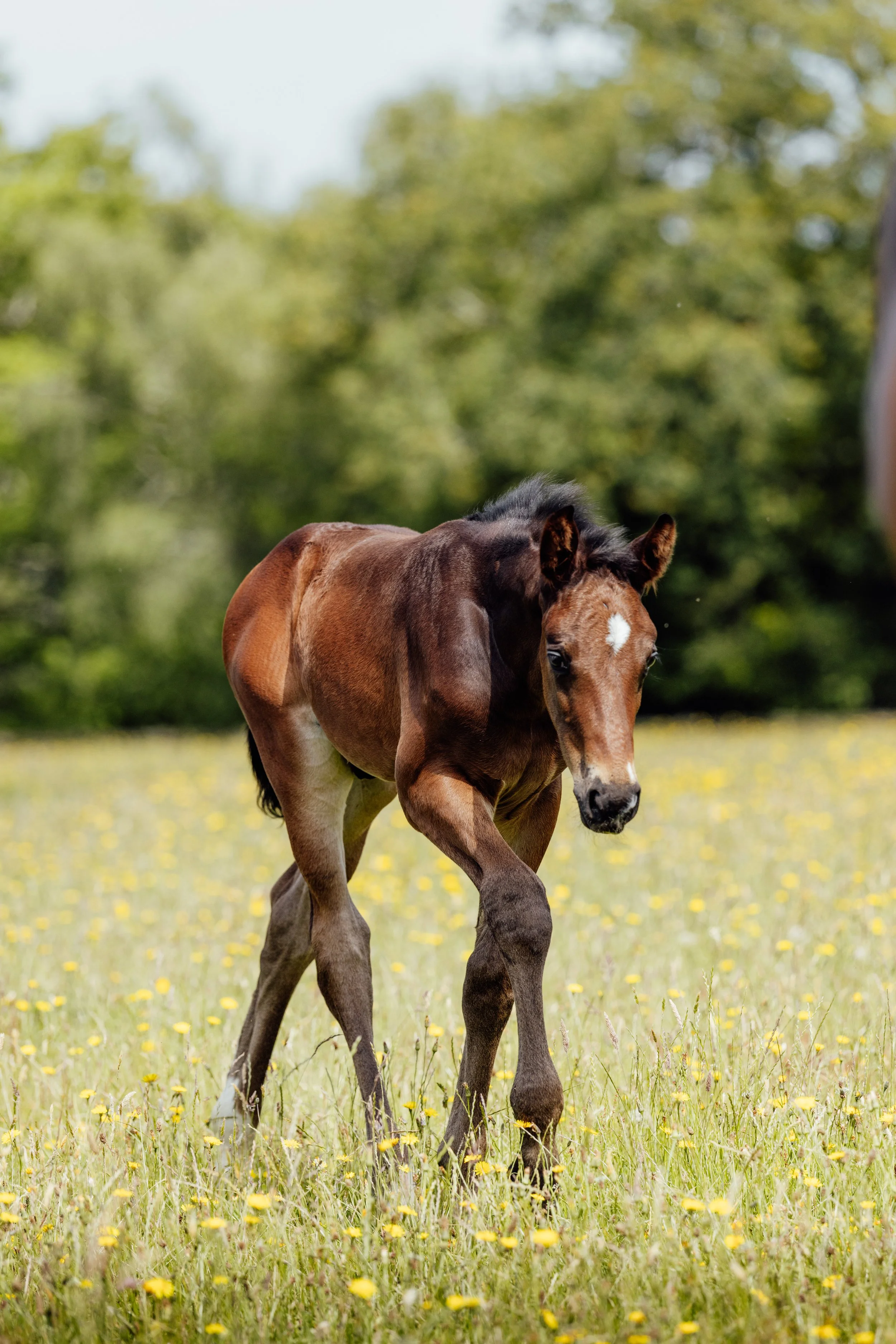 AS_FOALS_JUNE_JAZLEACH-11830.jpg