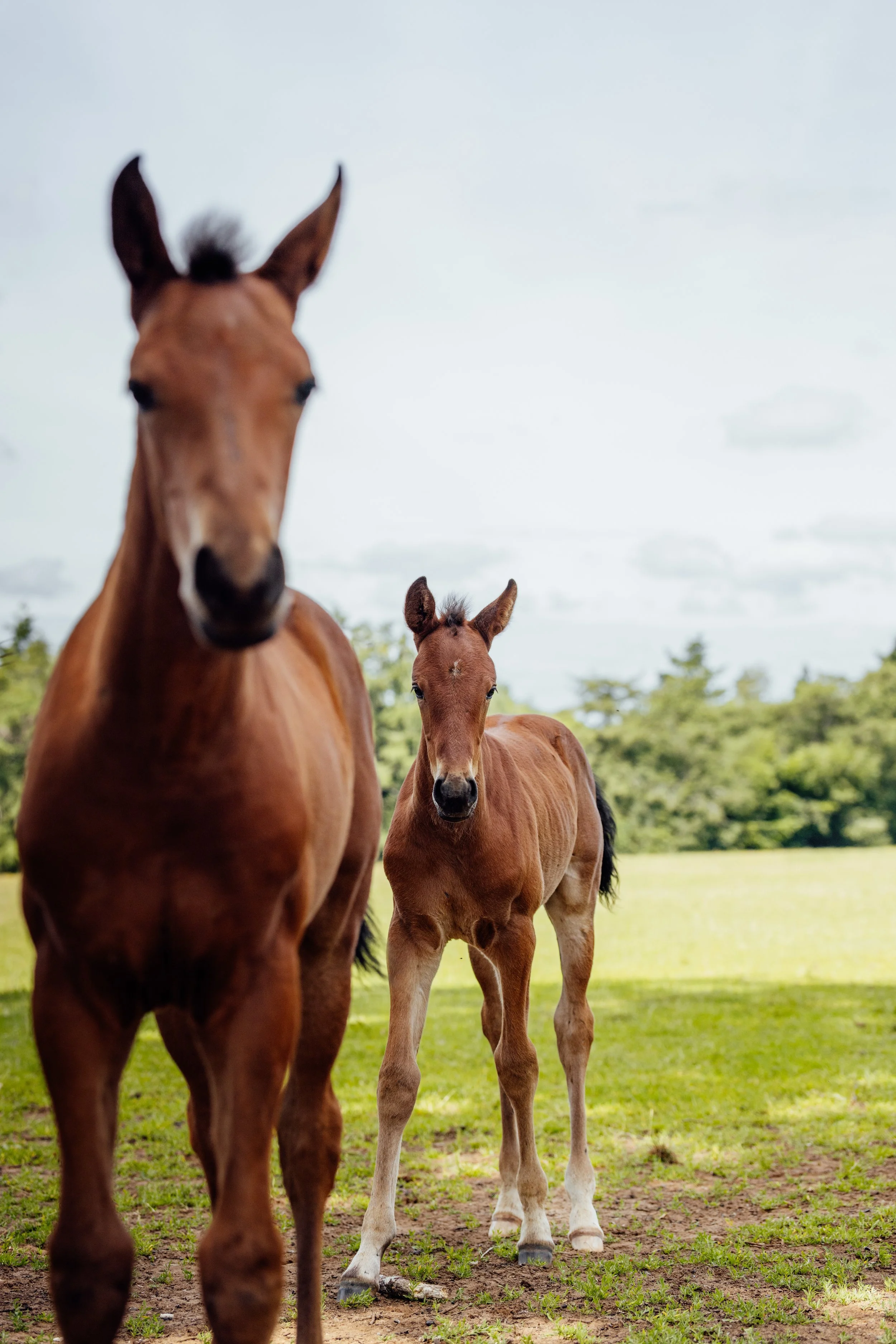 AS_FOALS_JUNE_JAZLEACH-11814.jpg
