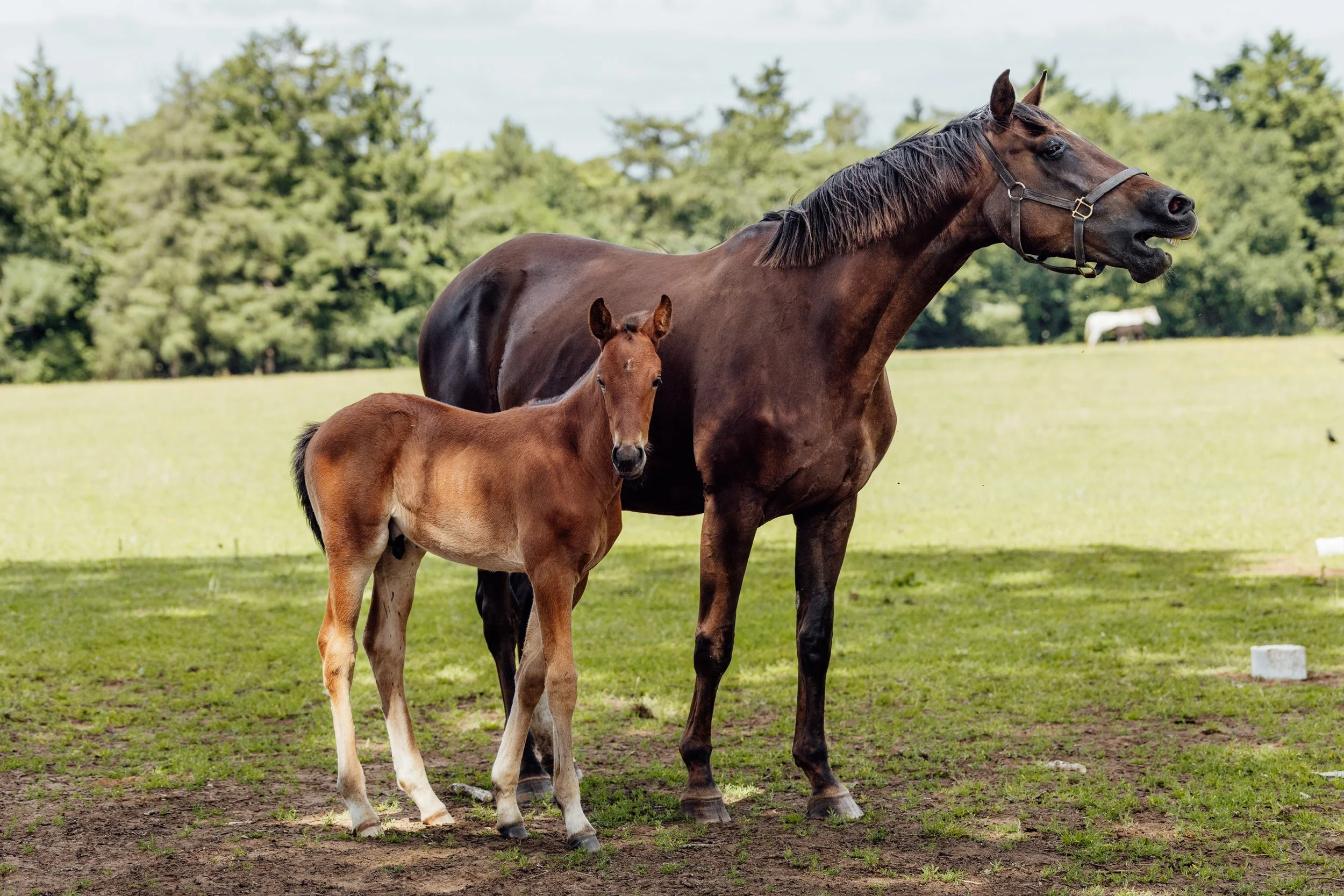 AS_FOALS_JUNE_JAZLEACH-11794.jpg