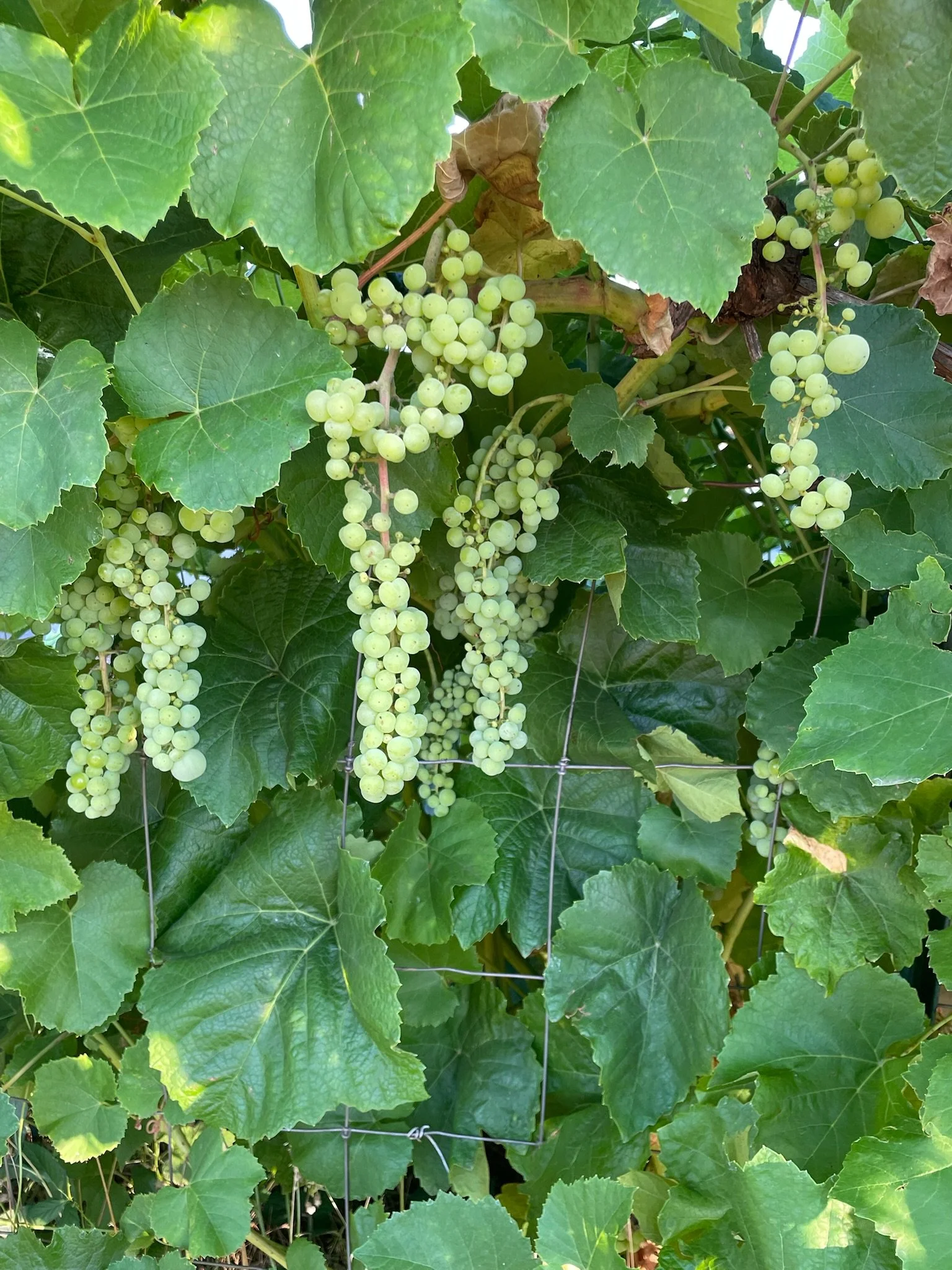 Green Grapes 