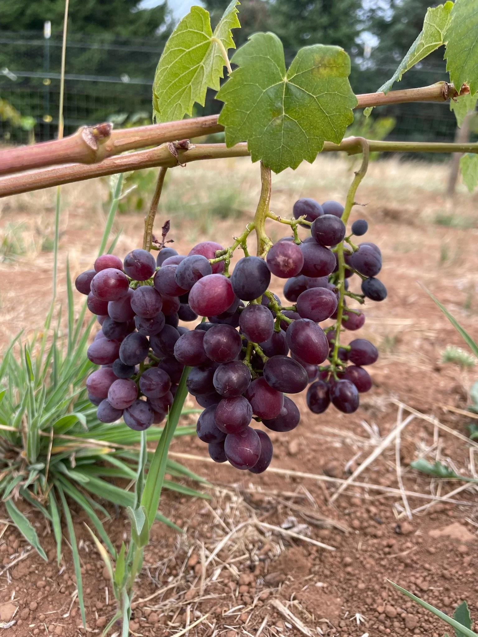 Red Grapes