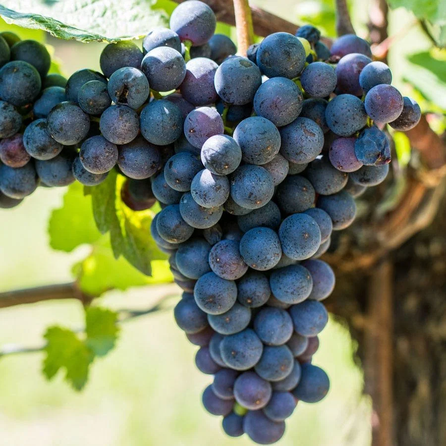 Blue/Purple Grapes