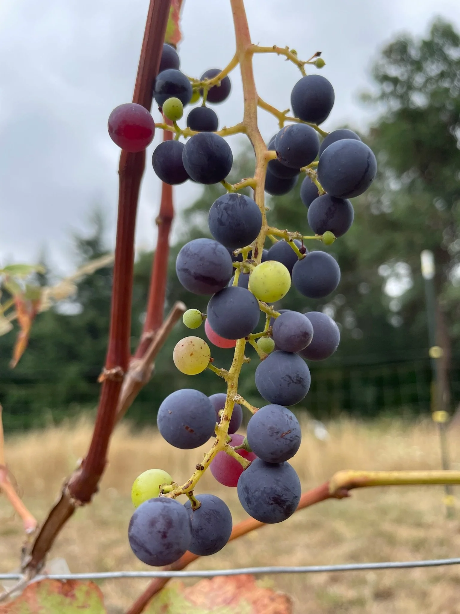 Blue/Purple Grapes