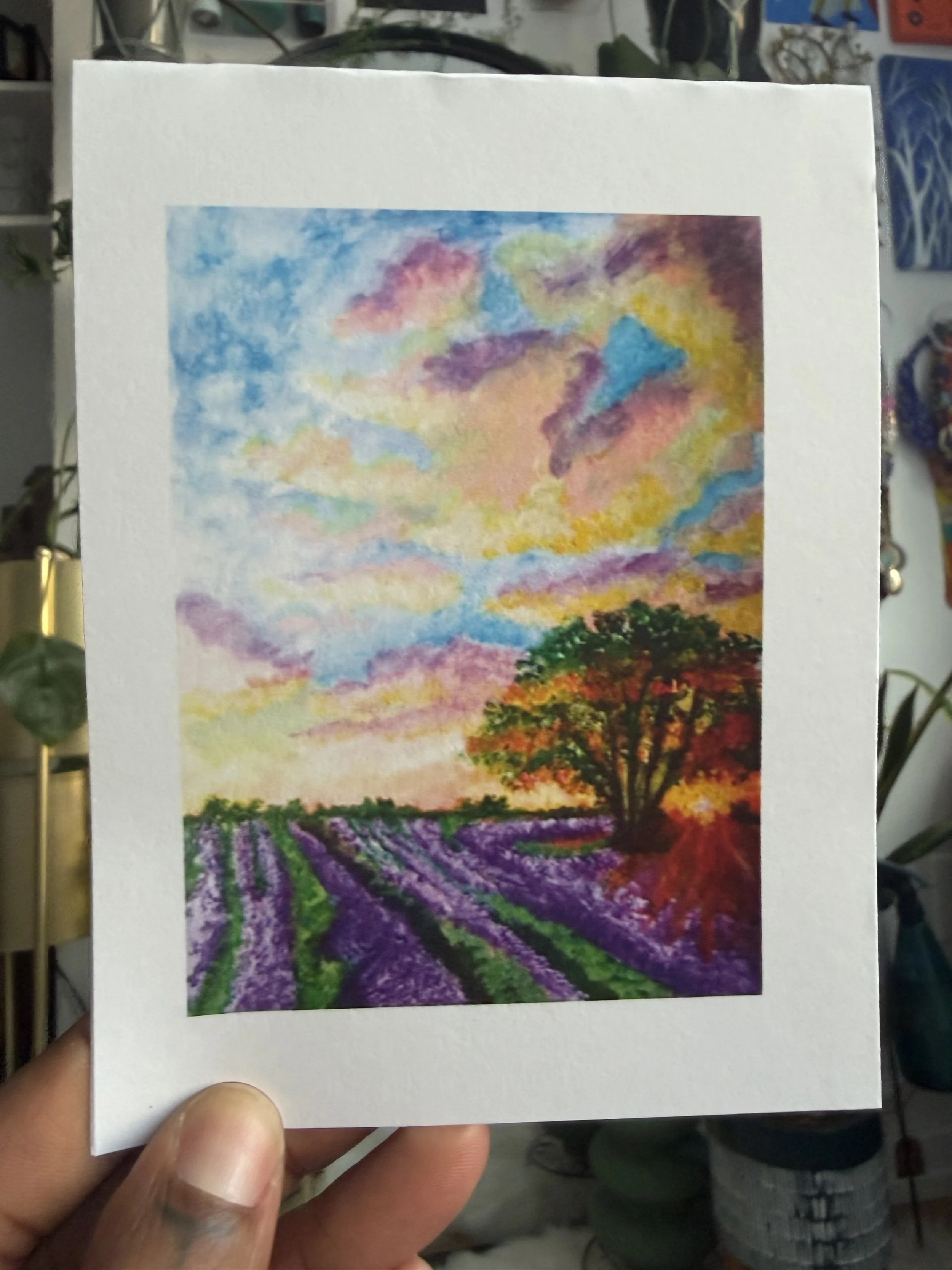 lavender fields.jpg