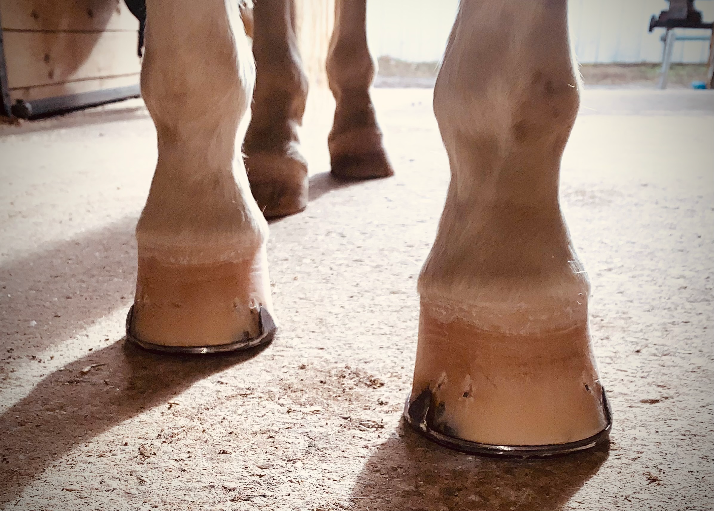 Close-up of the lower legs and boots of two horses standing on a dirt floor inside a stable or barn.