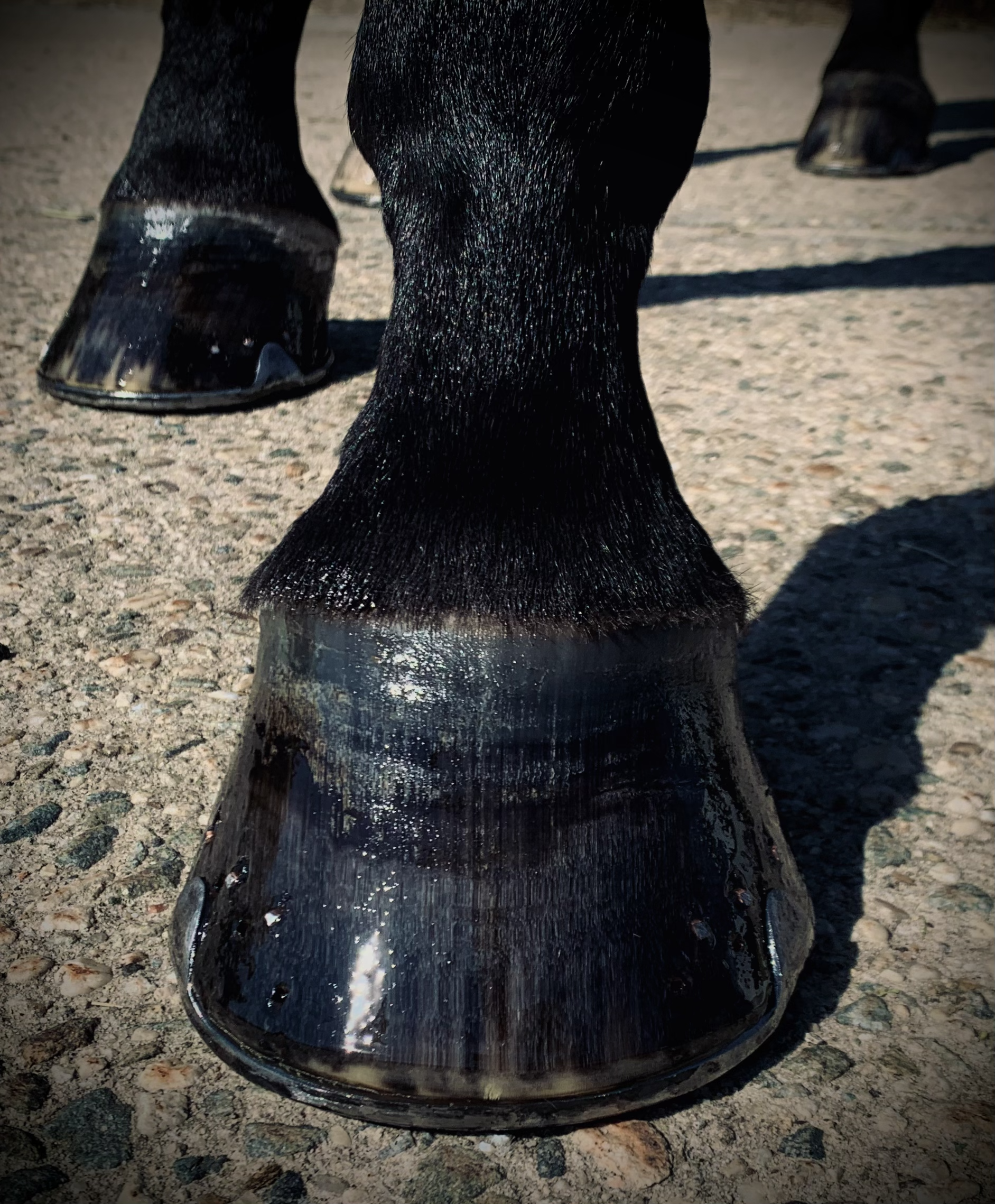 Close-up of a shiny black horseshoe mounted on rough ground, with horses' hooves visible in the background.