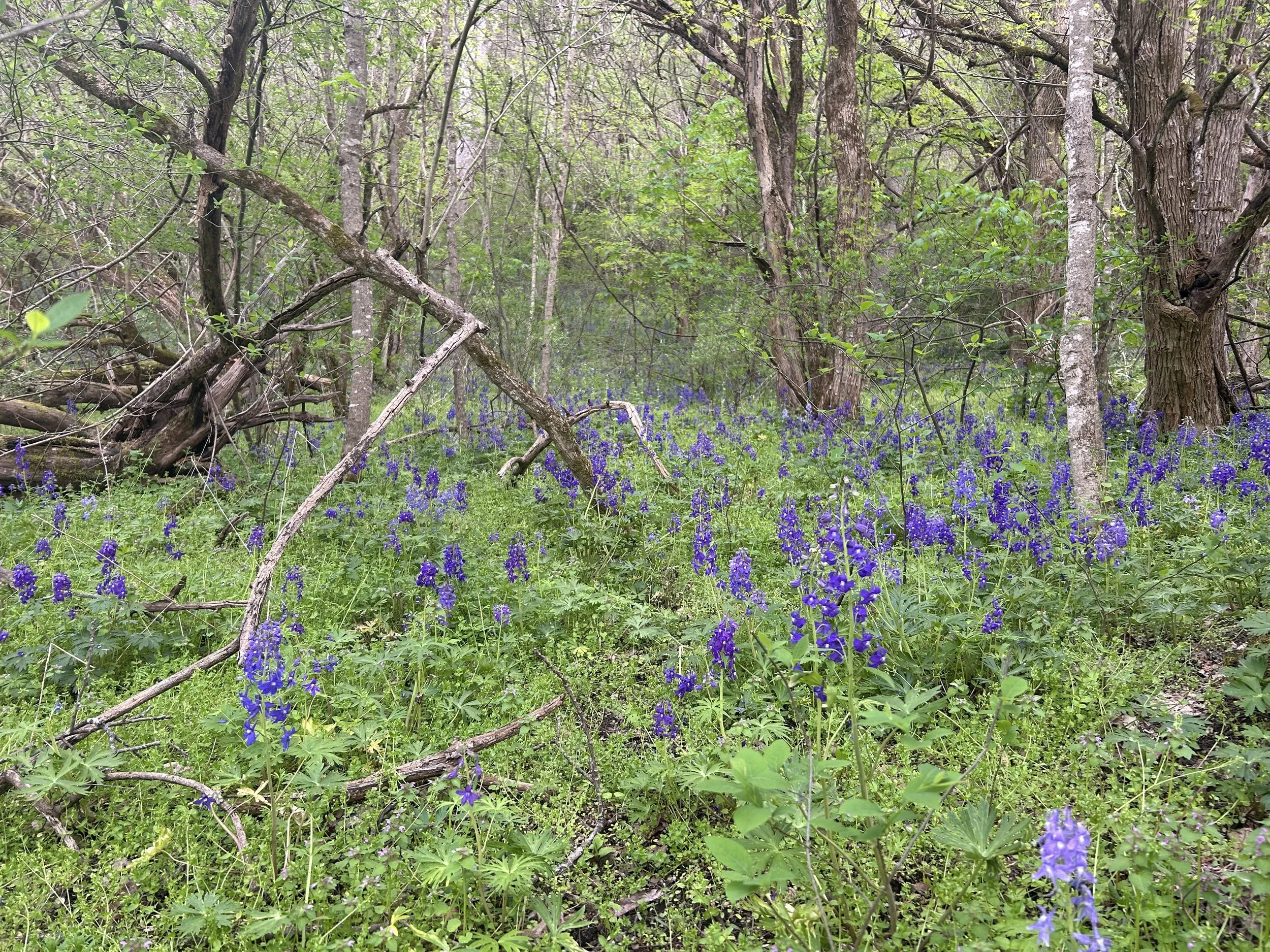 A forest scene with green foliage and a ground covered in purple wildflowers, with trees and fallen branches.