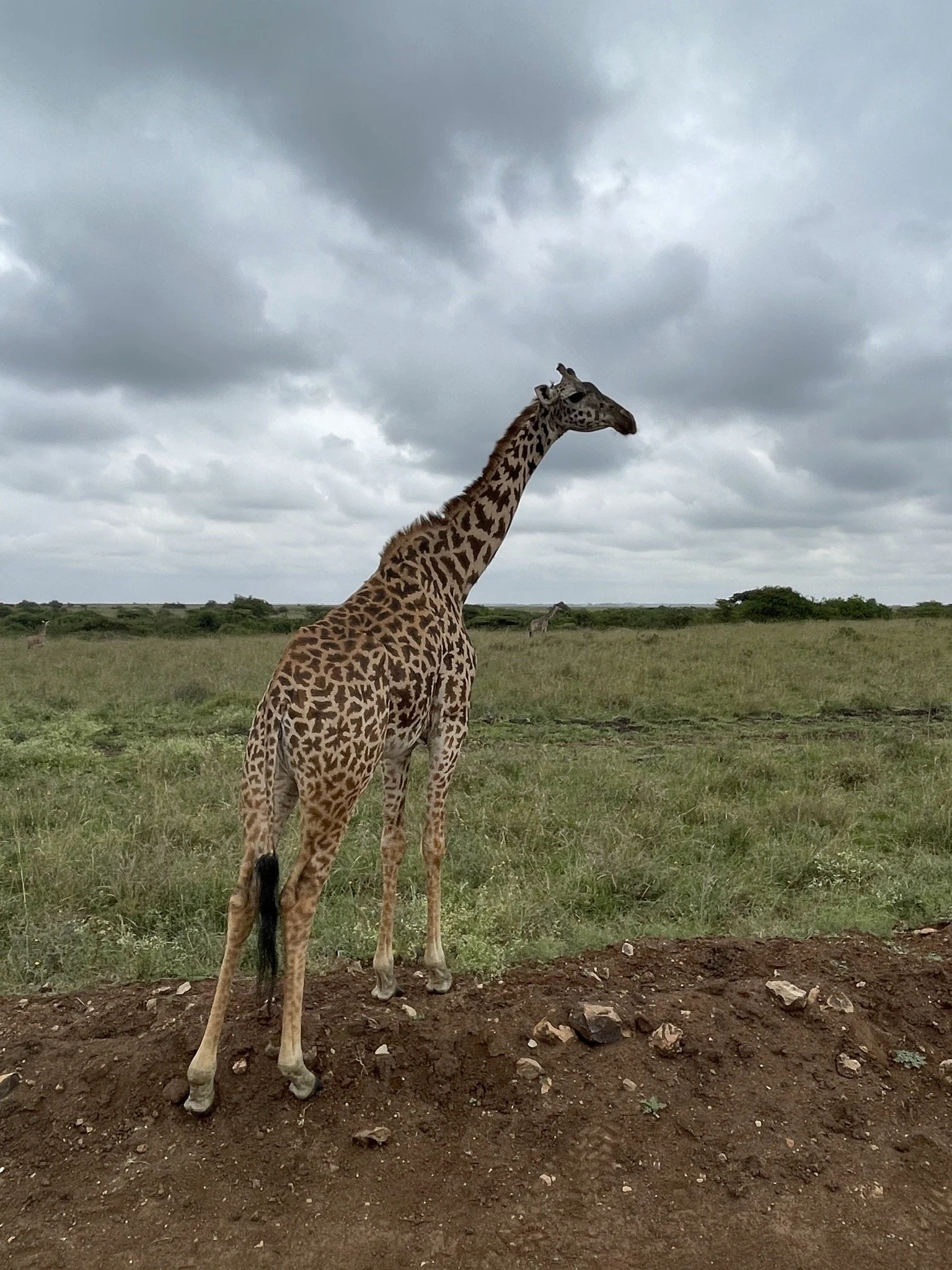 A giraffe standing on dirt ground in a grassy plain under a cloudy sky.