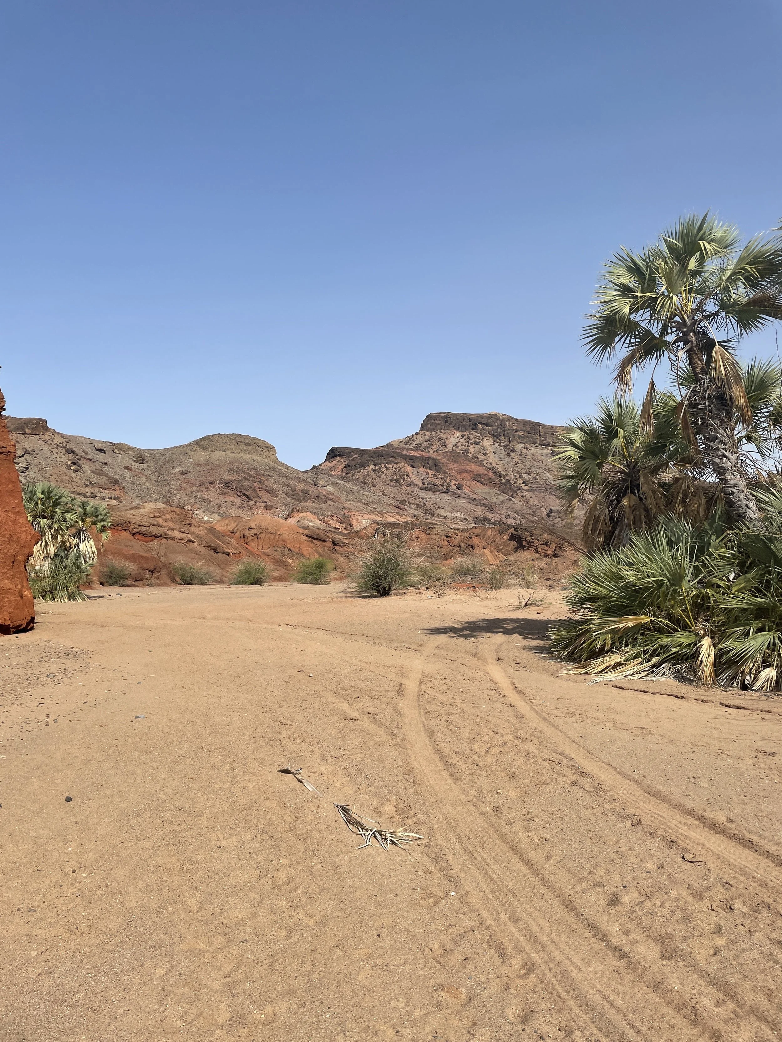 Desert landscape with sandy ground, sparse bushes, palm trees, and rocky hills under a clear blue sky.